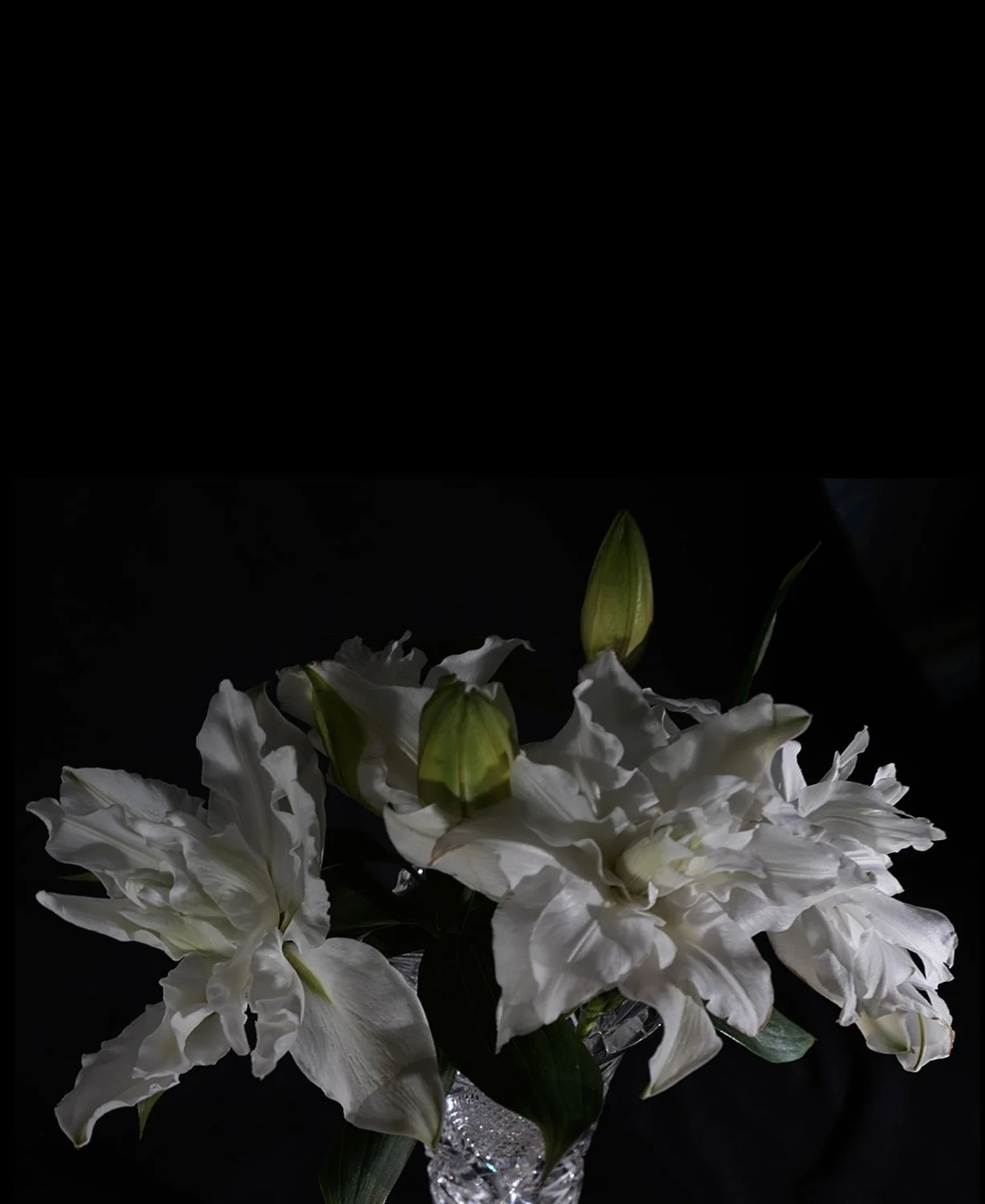 Double Lilies II  2026