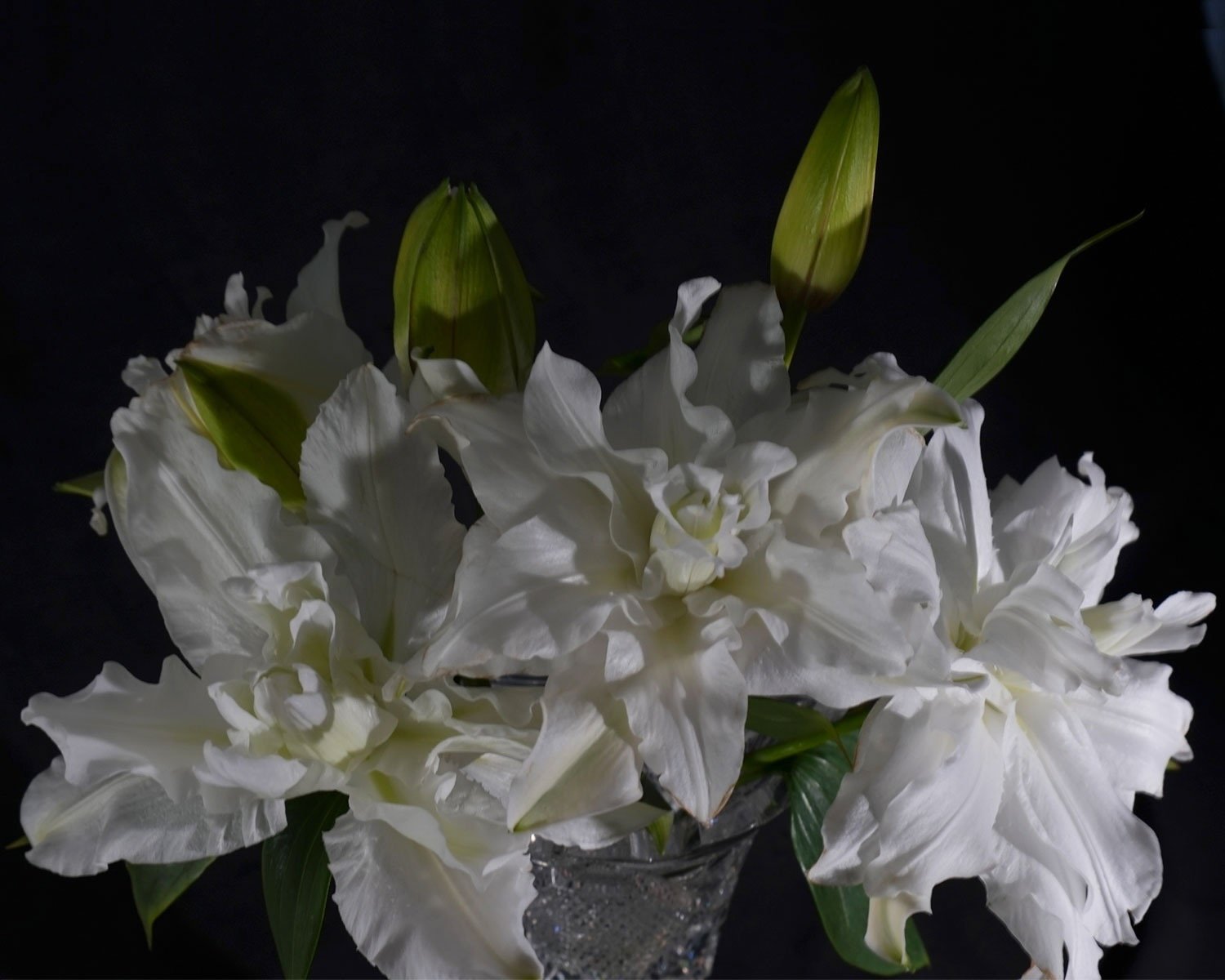Double White Lilies I  2026