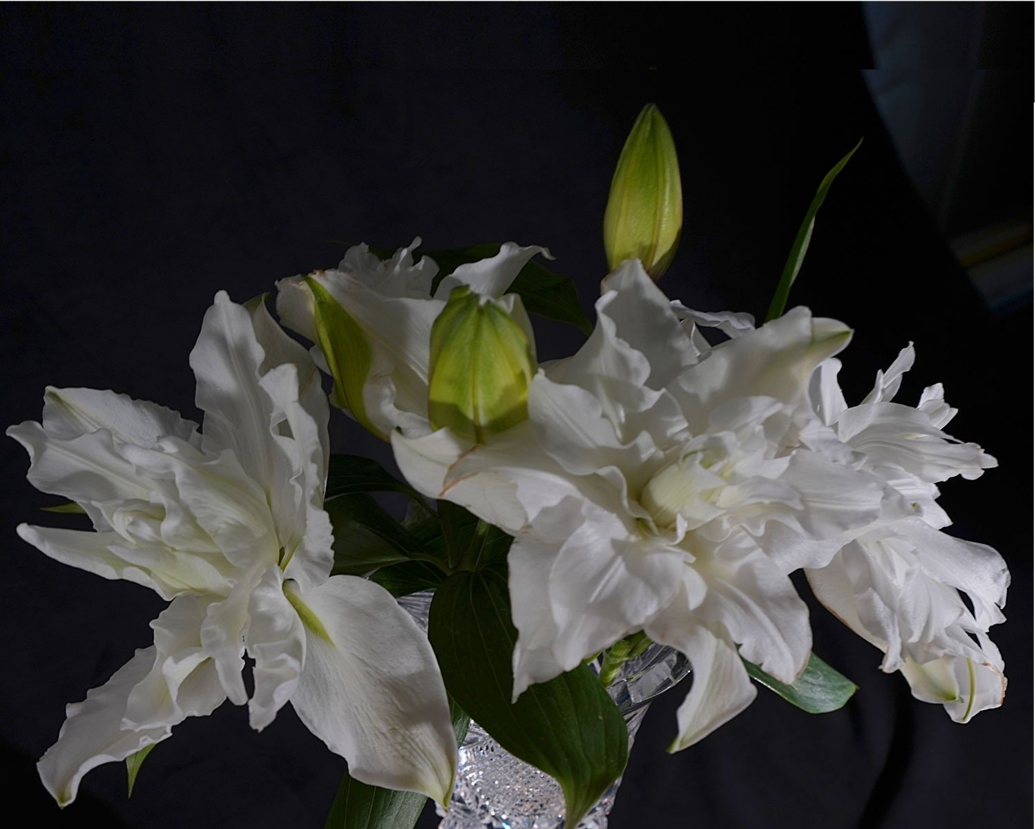 Double White Lilies II  2026