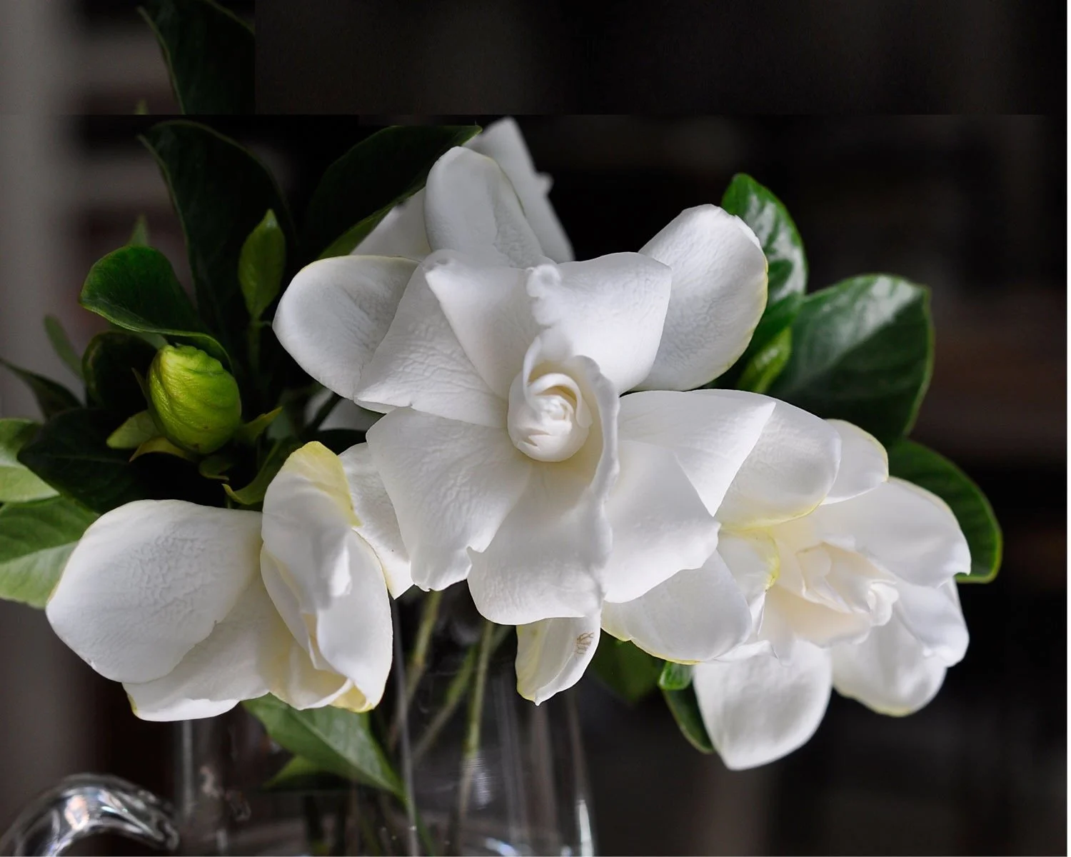 Gardenias II 2026