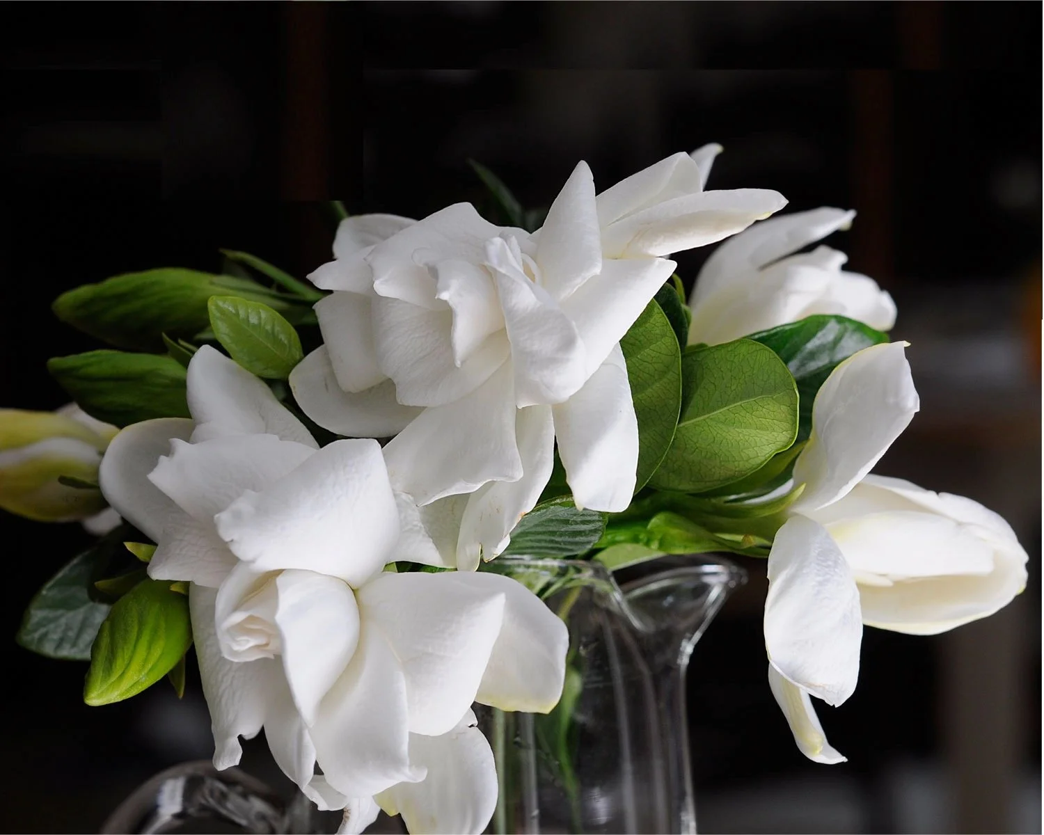 Gardenias III  2026