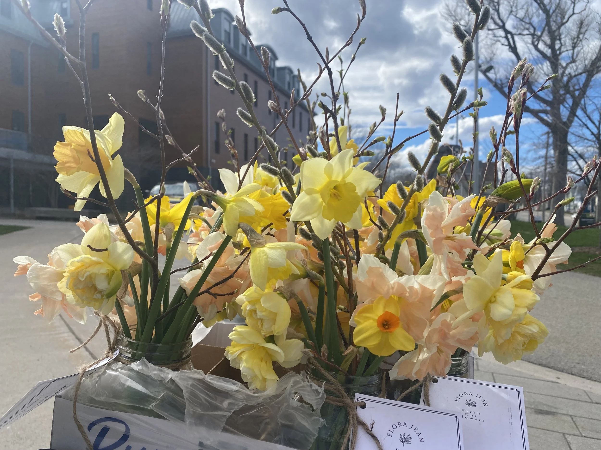 The Daffodils whisper spring is here  