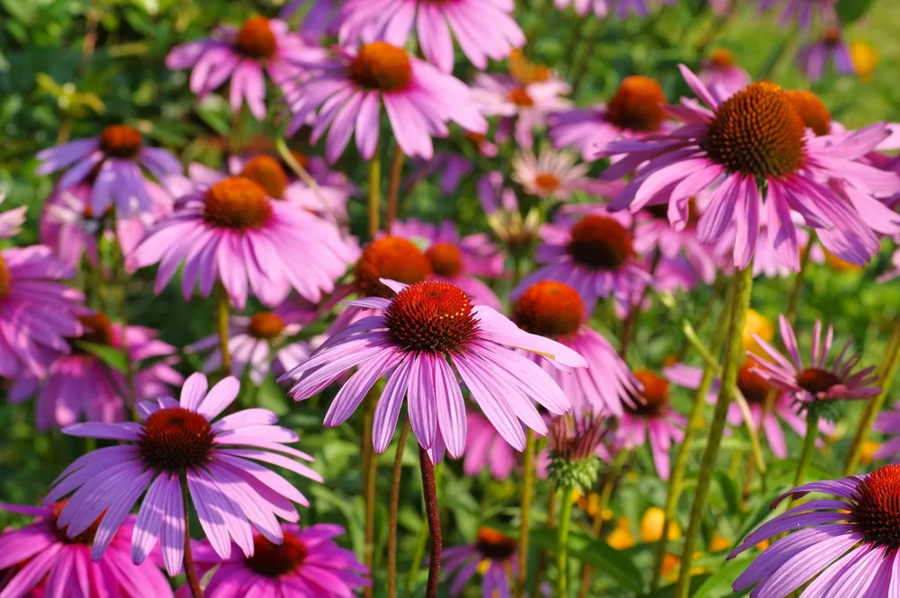 echinecea%2C+purple+coneflower%2C+dreamstime_m_76036408.jpg