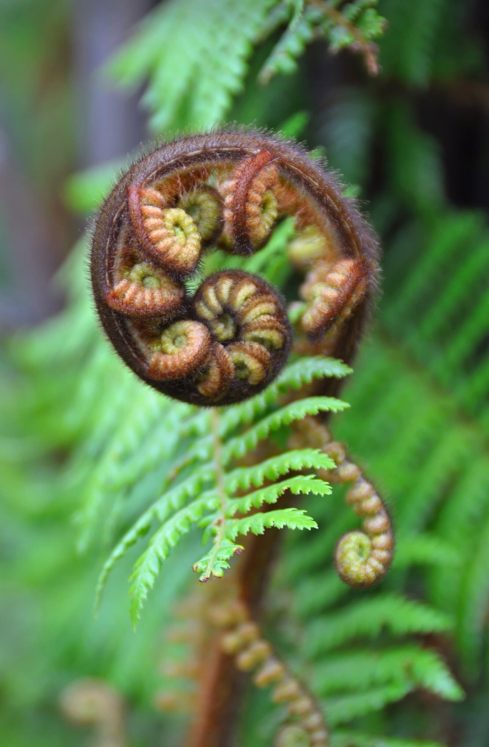 silver+fern%2C+alsophila+dealbata+ID+18429861+%C2%A9+Nigel+Spiers+%7C+Dreamstime.com%2C+optimized.jpg