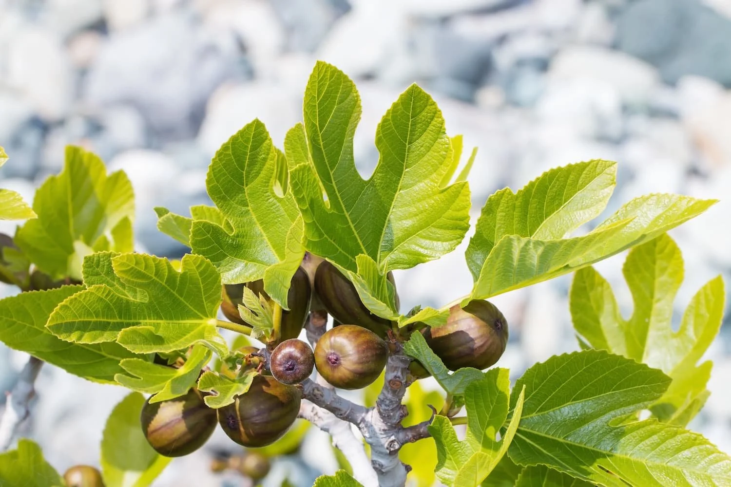 fig-tree-ficus-carica.jpg