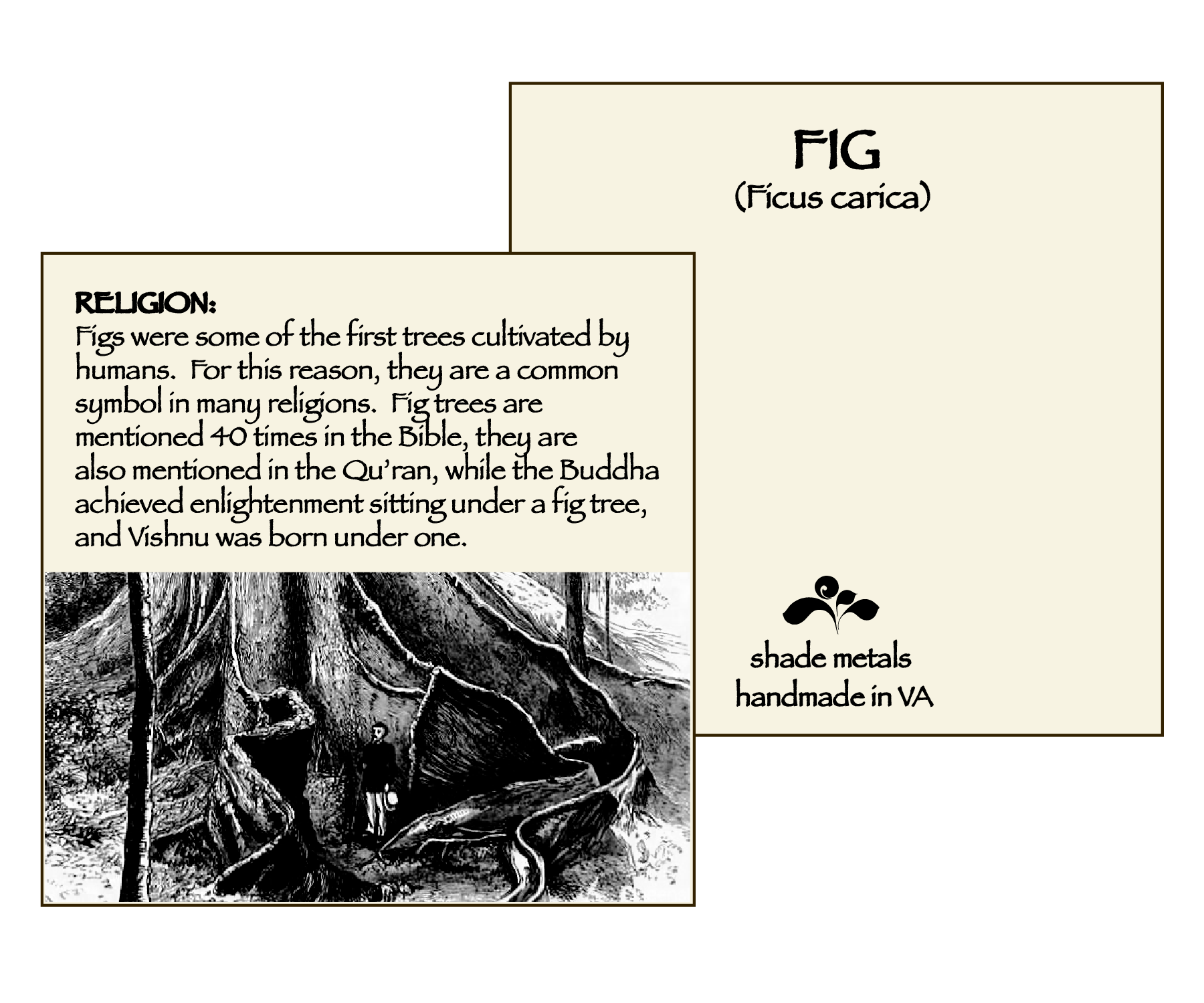 Website+Cards+-+Fig.png
