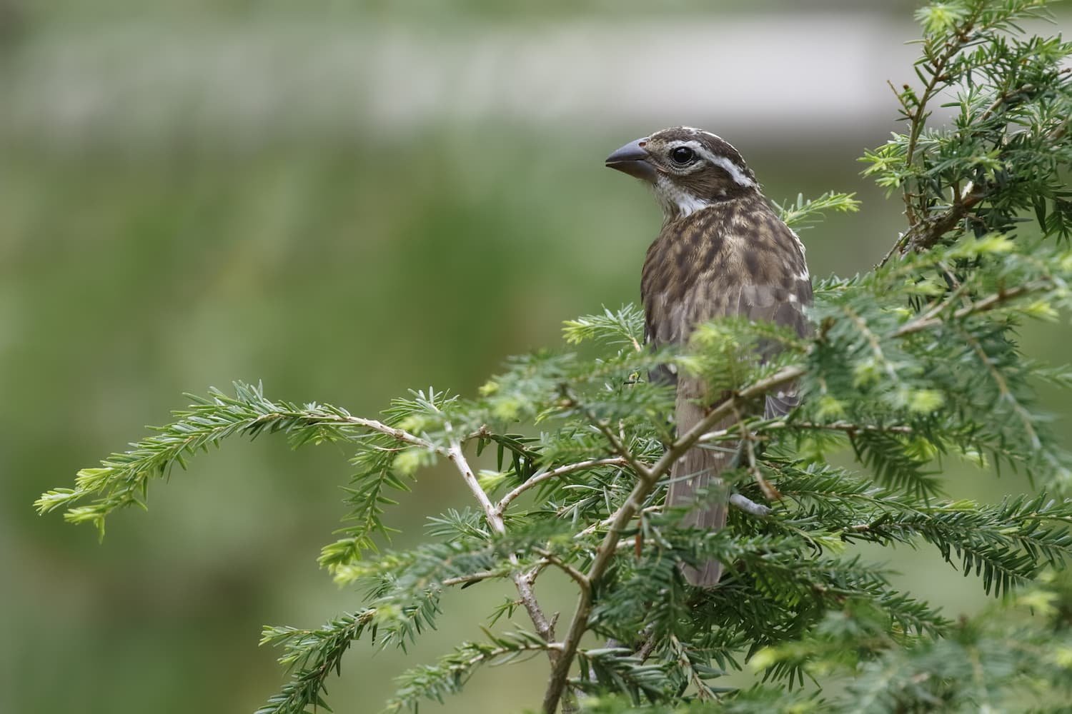 eastern+hemlock+tree+with+red+breasted+female+grosbeck.jpg