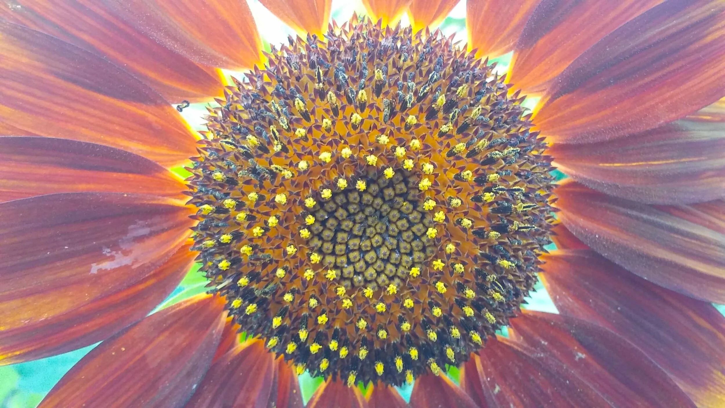 Sunflower (Helianthus annuus) 