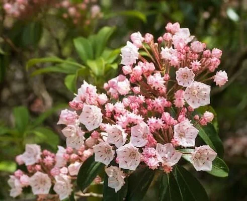 Mountain Laurel (Kalmia latifolia) 