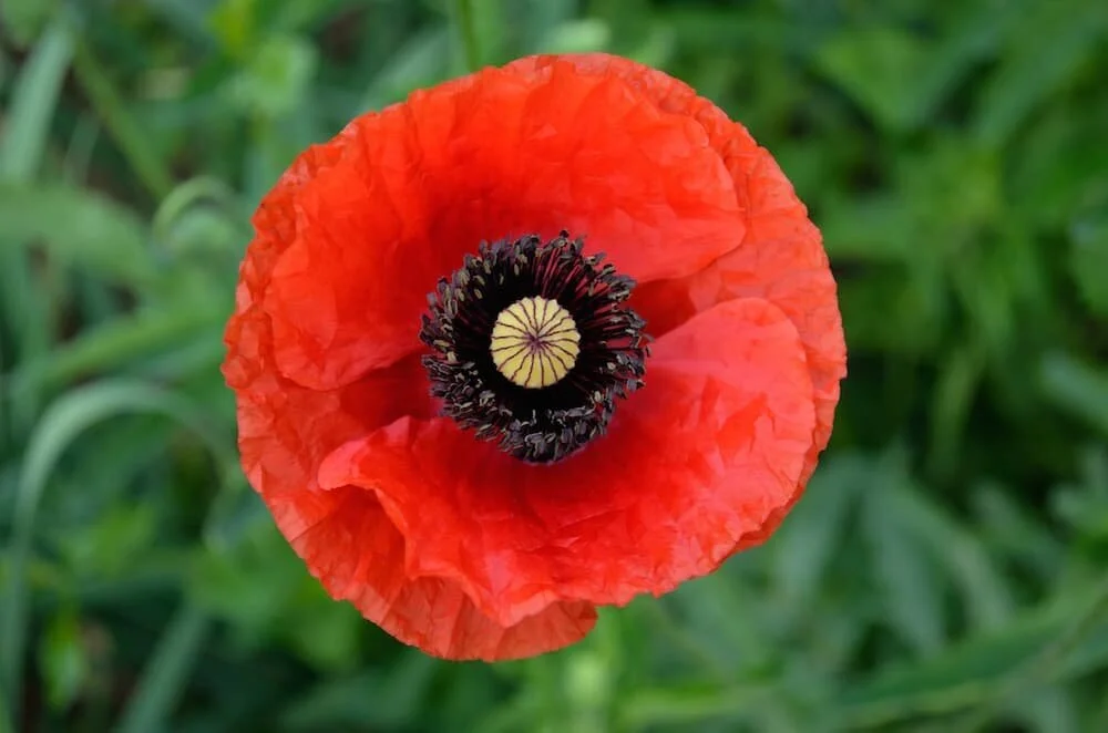 Poppy, Red (Papaver rhoeas)