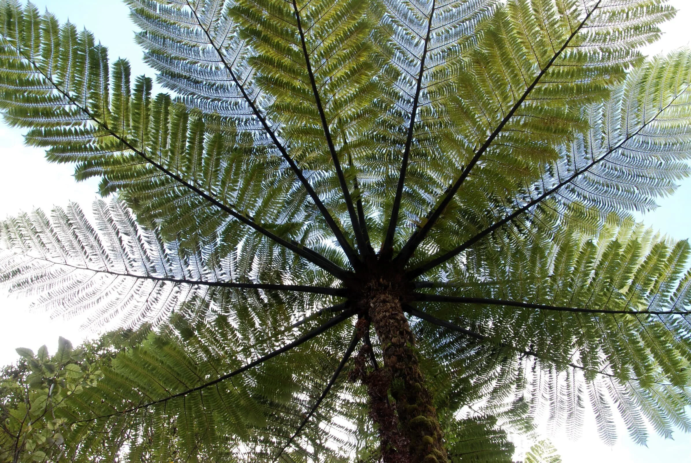 Silver Fern (Alsophila dealbata)
