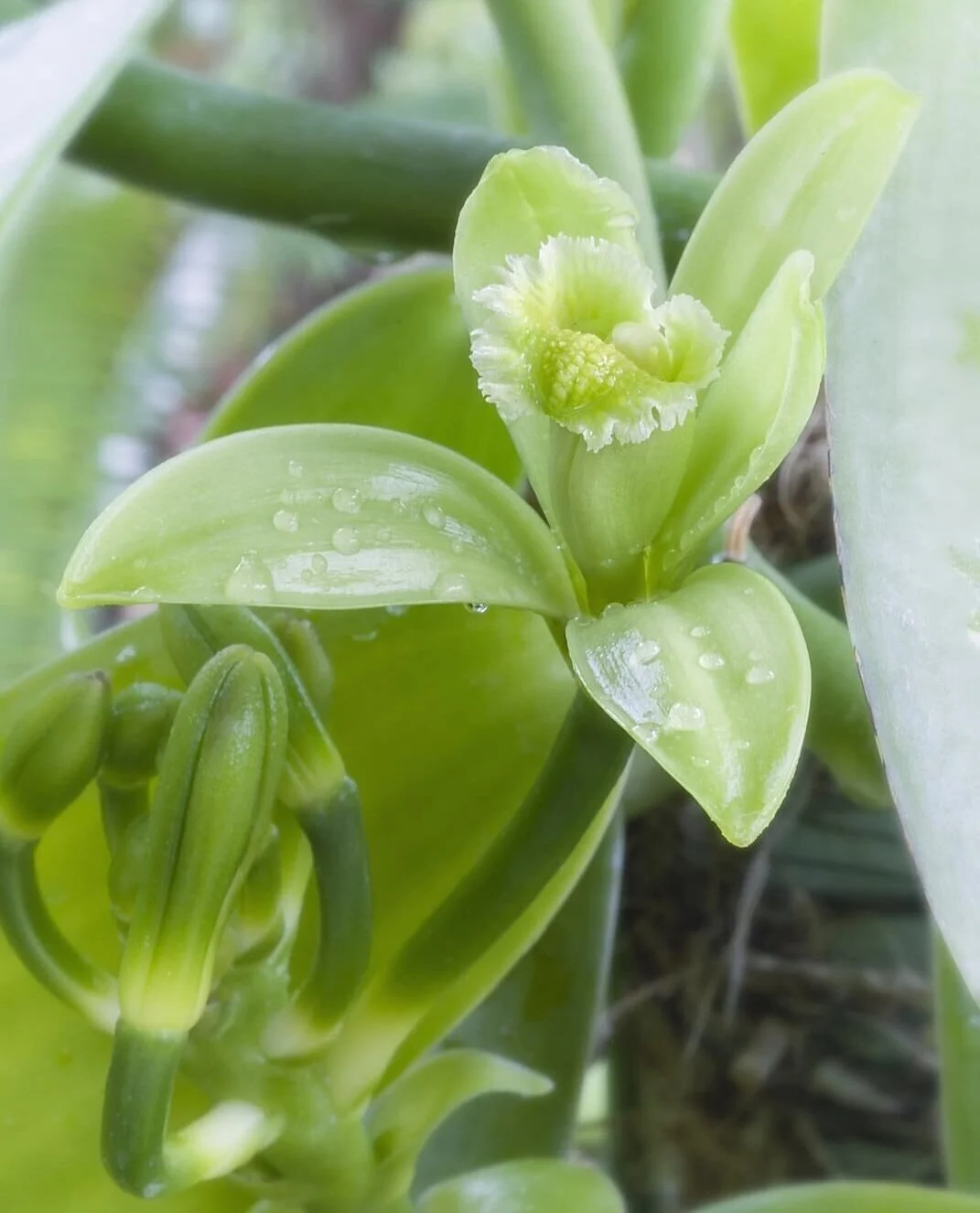 Vanilla (Vanilla planifolia) 