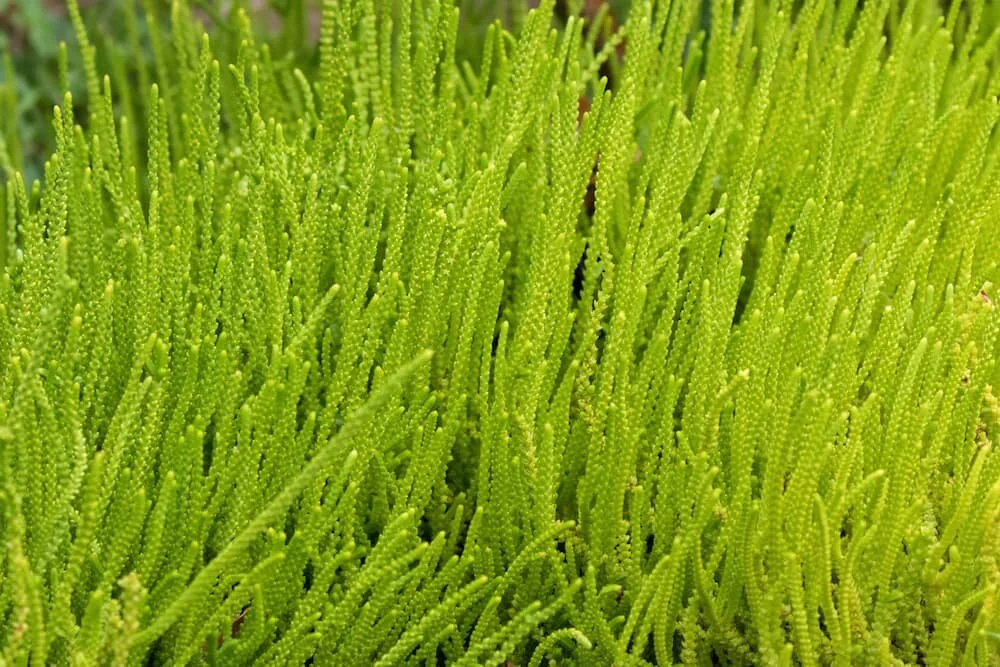 Zipper Plant (Crassula muscosa)