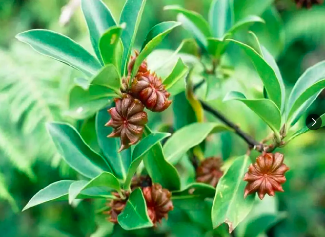 star anise fruit.png