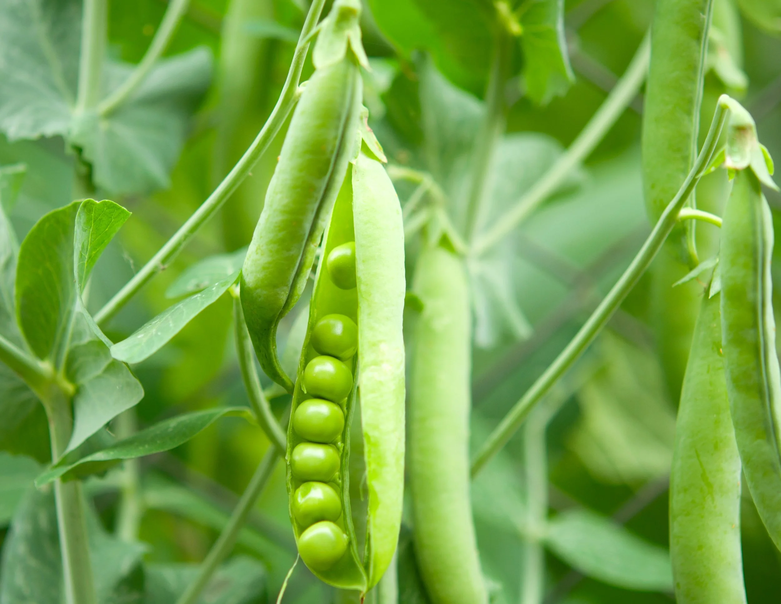 peapod on farm.jpg