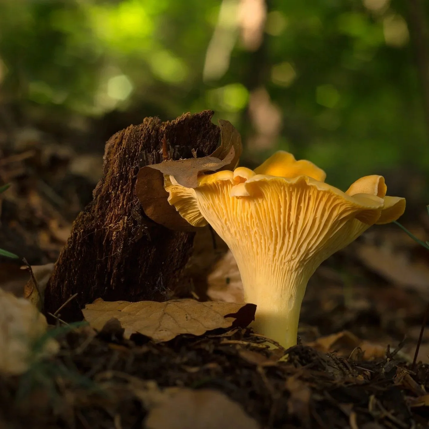 chanterelle+mushroom+ID+75684816+%7C+Chanterelle+Mushrooms+%C2%A9+Adrianam13+%7C+Dreamstime.com.jpg
