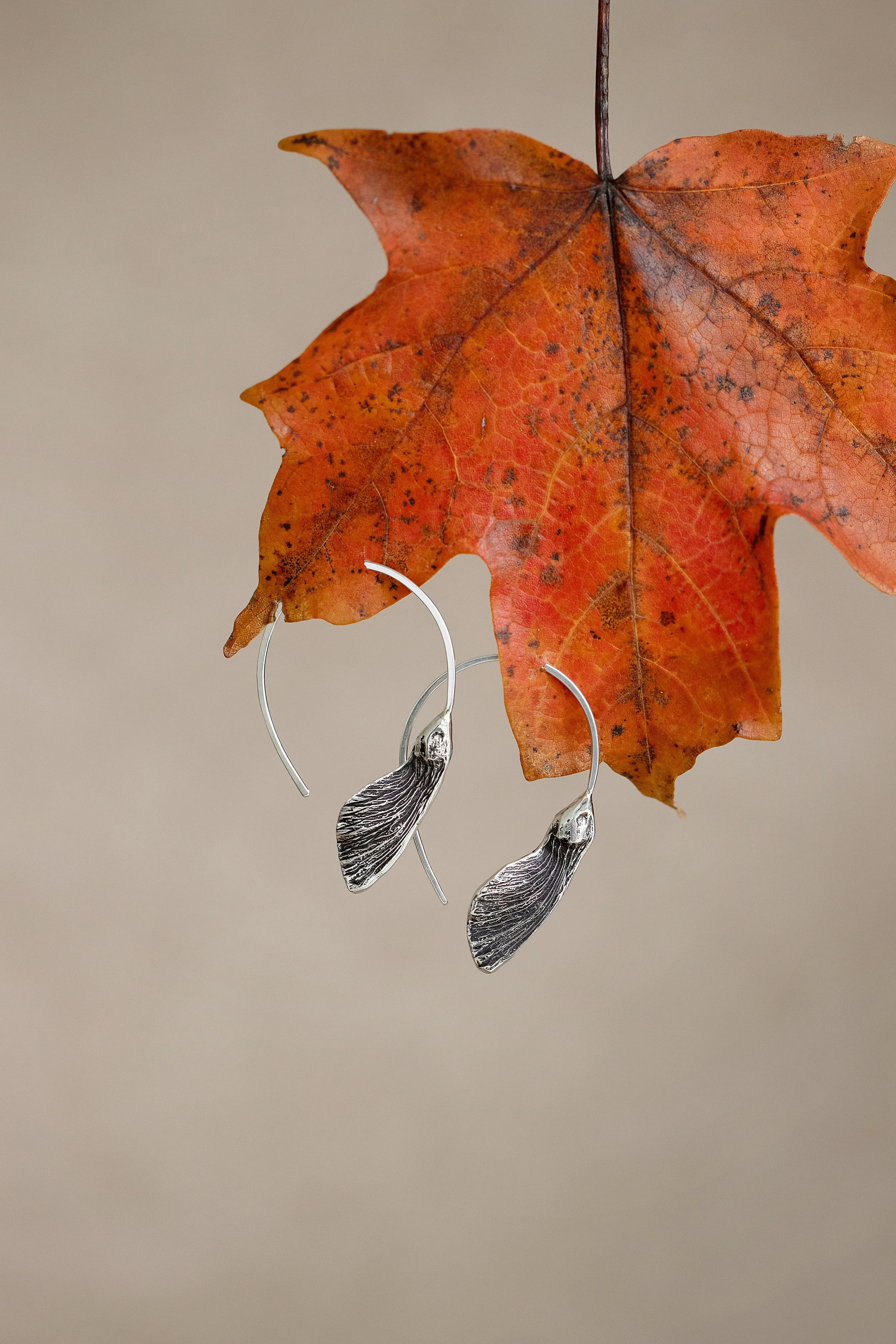 Maple Samara Hoops | (Acer saccharum)