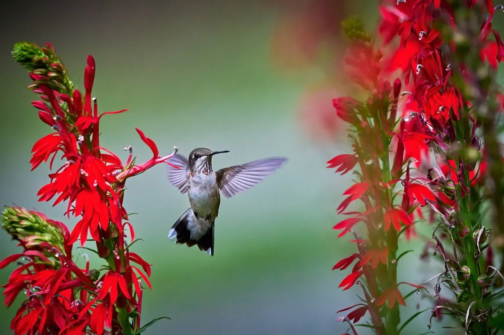 cardinal+flower+ID+254851155+%C2%A9+Patrick+Jennings+%7C+Dreamstime.com+copy.jpg