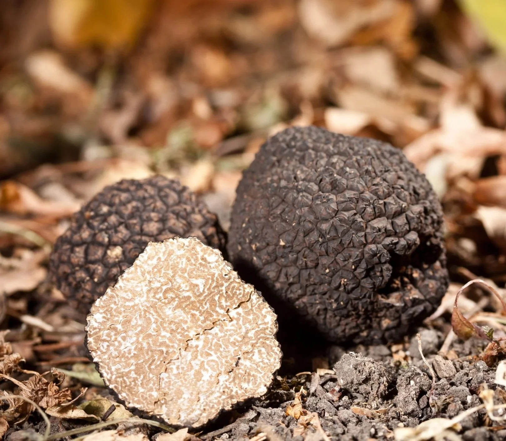 truffle+ID+21507441+%7C+Black+Truffle+%C2%A9+Grafvision+%7C+Dreamstime.com+.jpg