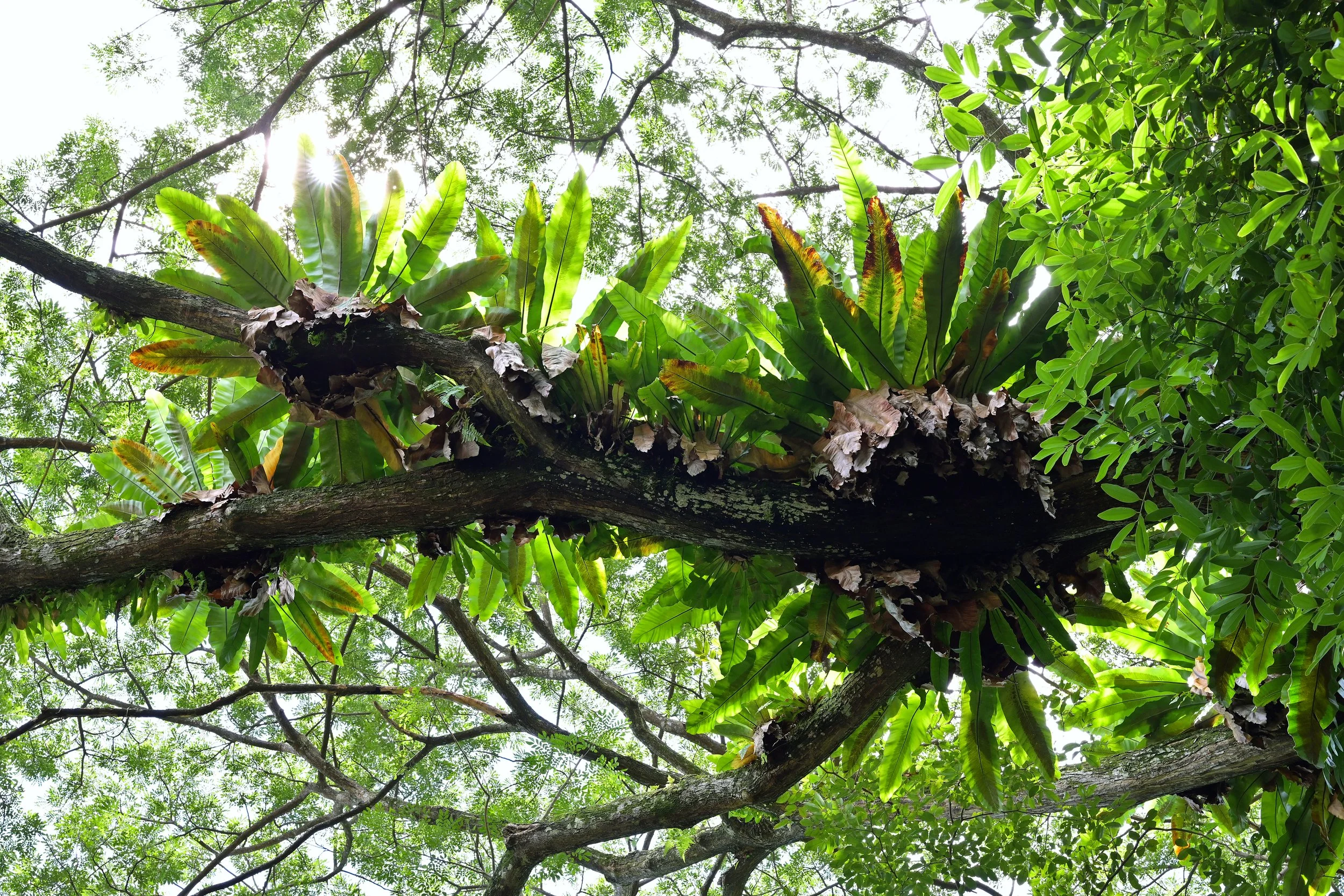 Bird's Nest Fern Asplendium nidus.jpg