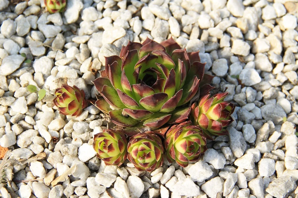 hen+and+chicks%2C+sempervivum+ID+93176594+%C2%A9+Mysikrysa+%7C+Dreamstime.com+copy.jpg