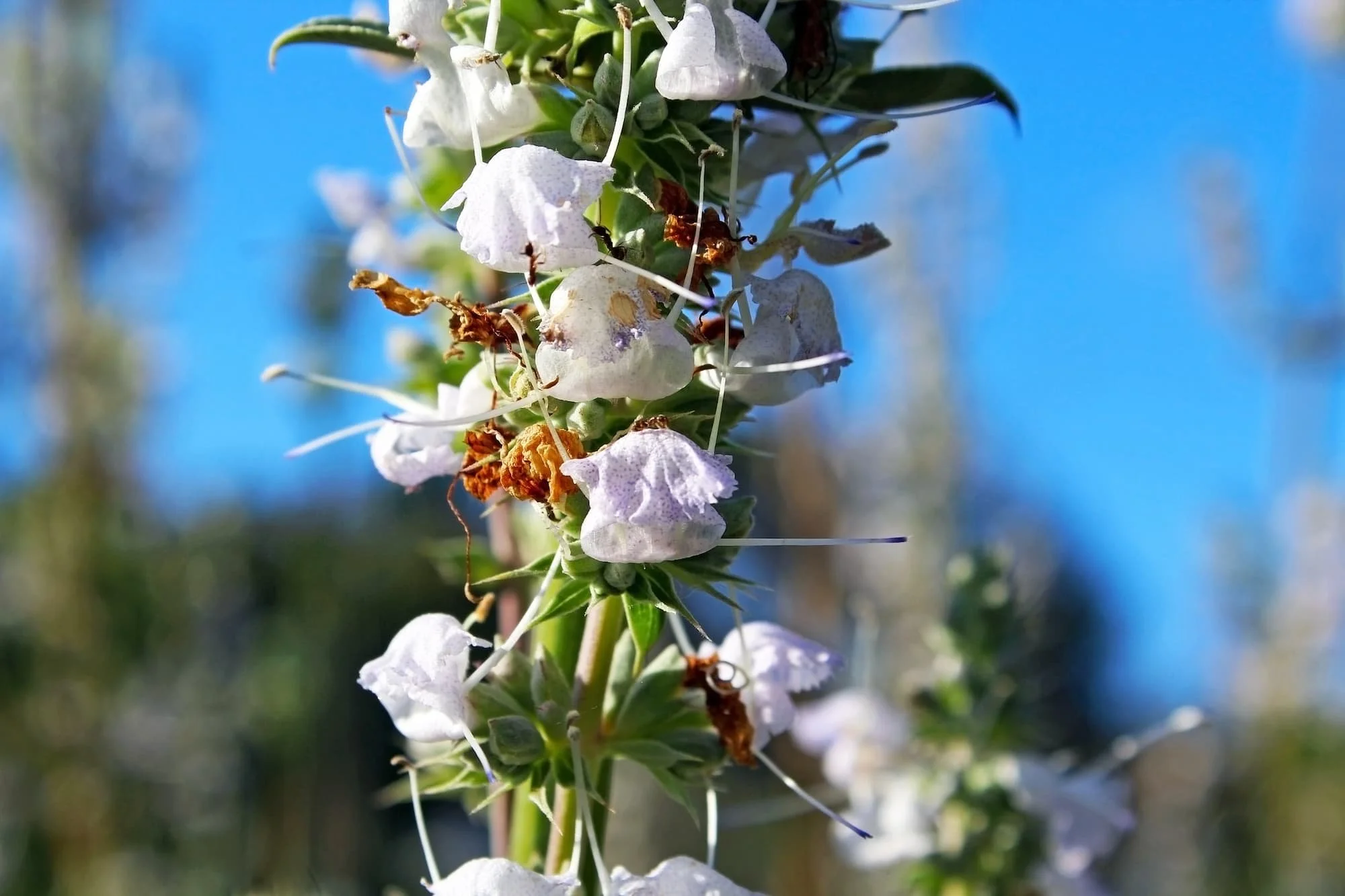 sage white, salvia apiana Photo 97759047 : Salvia Apiana © Gene Zhang | Dreamstime.com copy.jpg