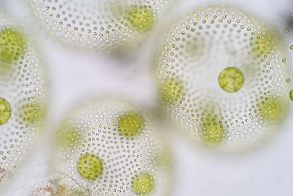 volvox+green+algea+ID+120885844+%C2%A9+Puntasit+Choksawatdikorn+%7C+Dreamstime.com+copy.jpg