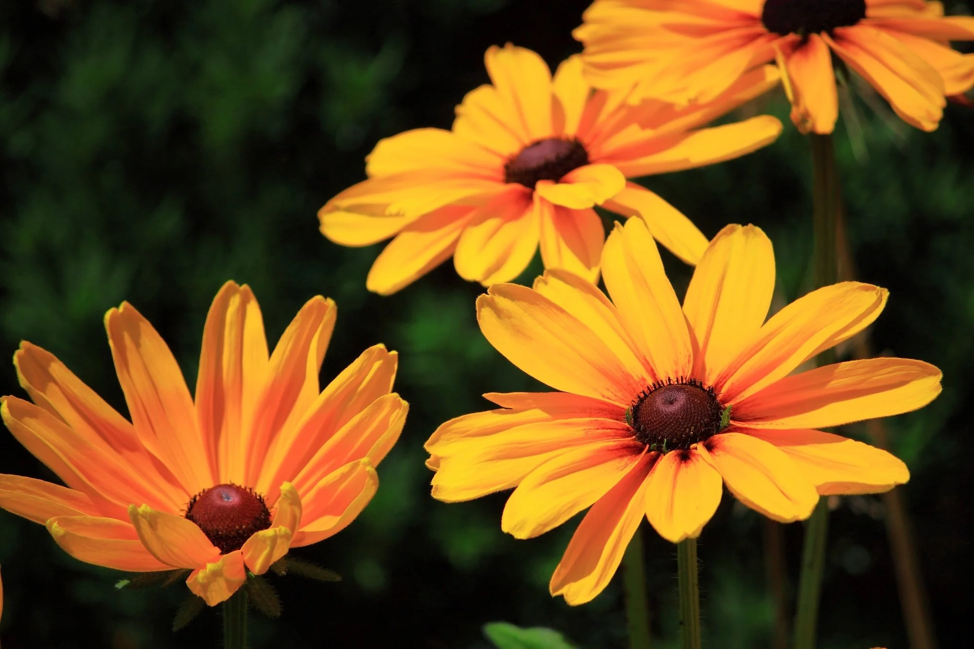 black eyed susan ID 42448483 | Bloom © Luckydoor | Dreamstime.com copy.jpg