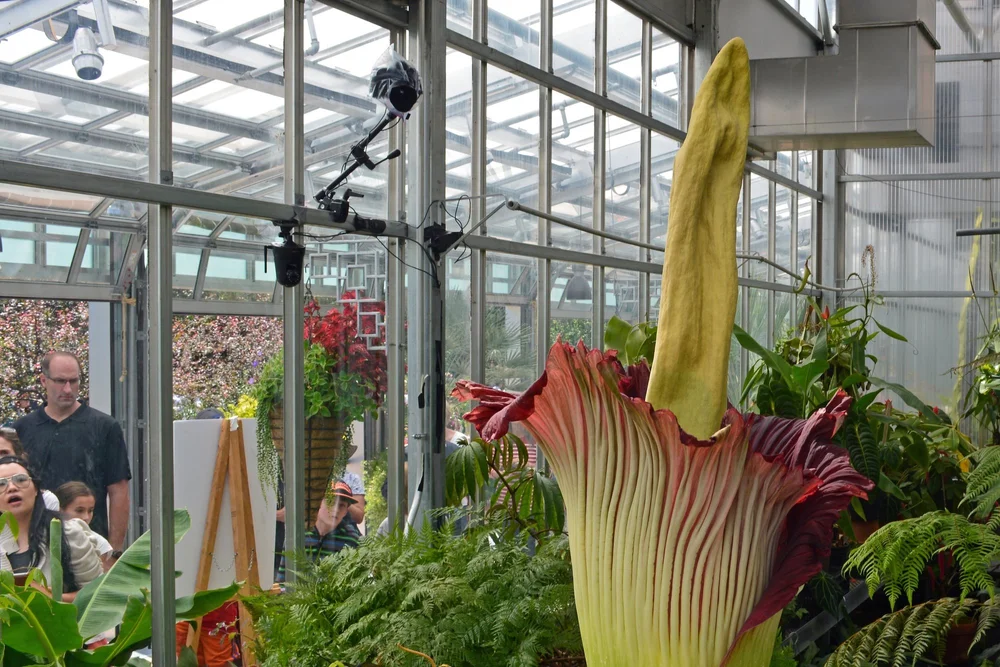 Corpse+Flower+%28Amorphophallus+titanum%29+ID+58189315+%C2%A9+Jzehnder1+%7C+Dreamstime.com+copy.jpg