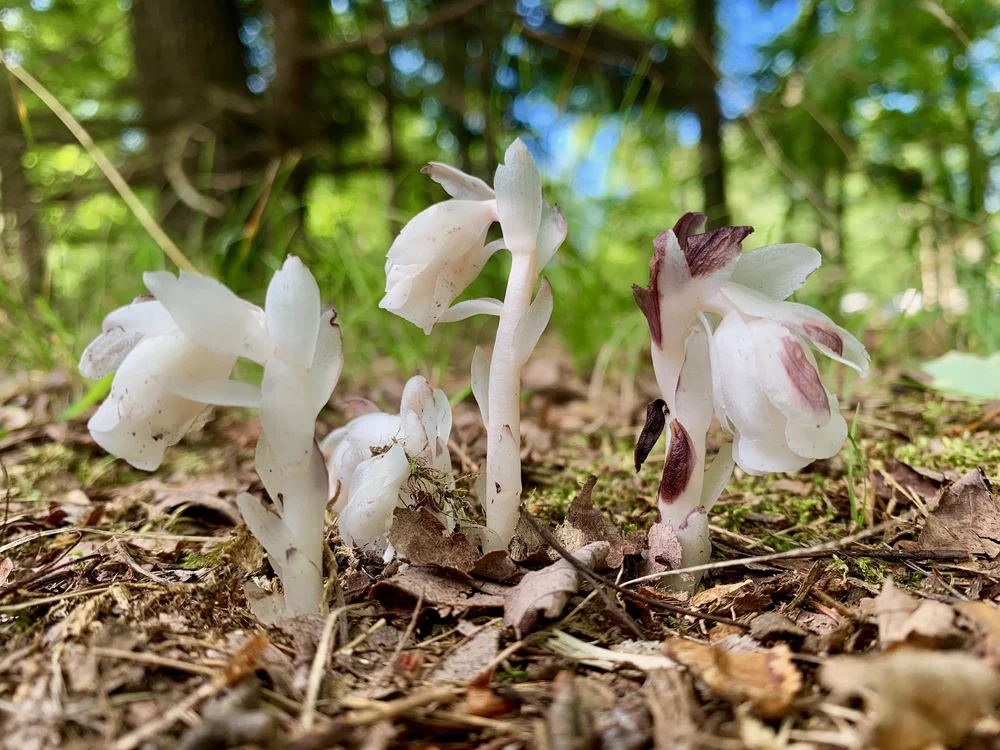 ghost+pipe+%28monotropa+uniflora%29+ID+192690785+%C2%A9+Dave+Willman+%7C+Dreamstime.com+copy.jpg