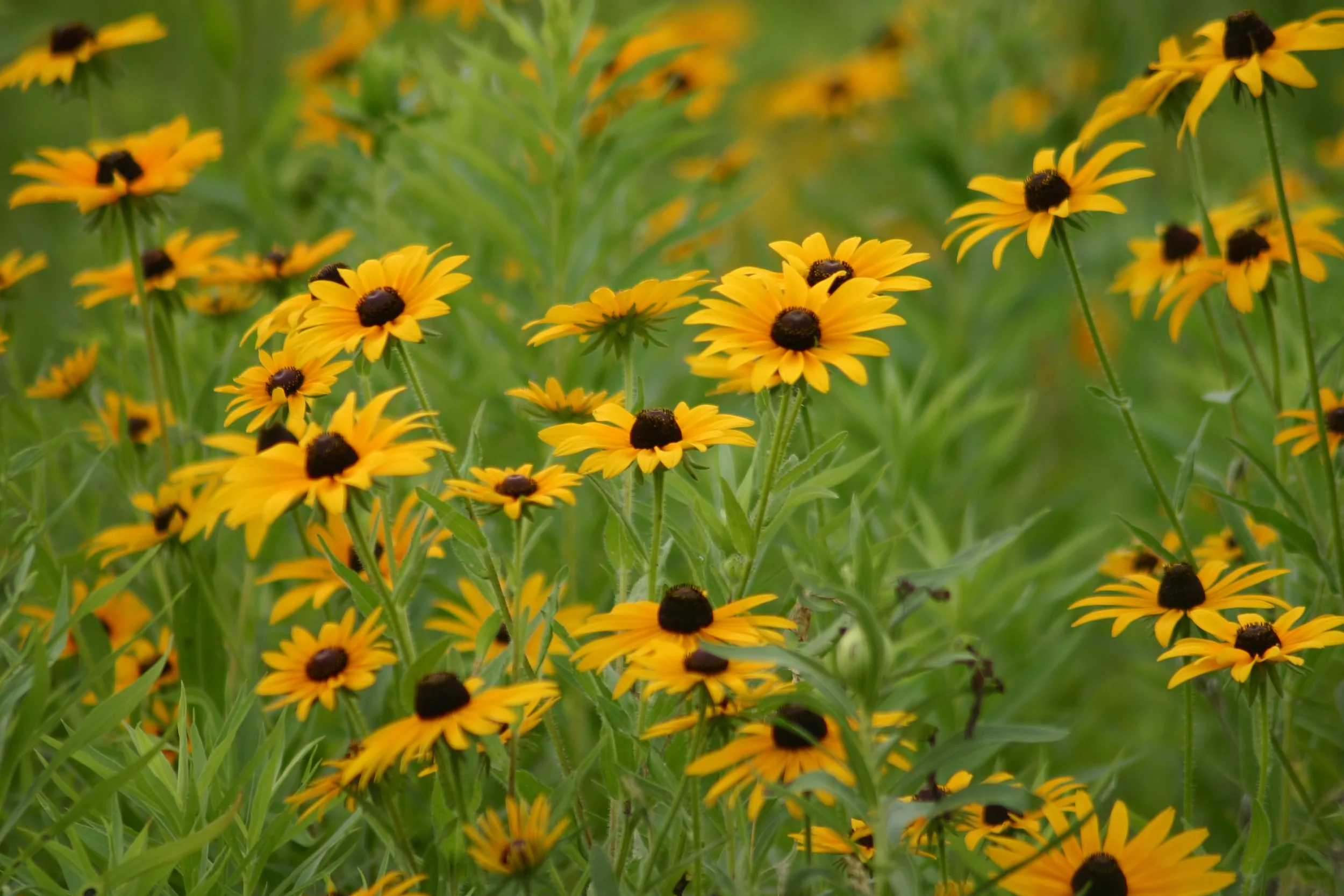 black eyed susans dreamstime_l_845103.jpg
