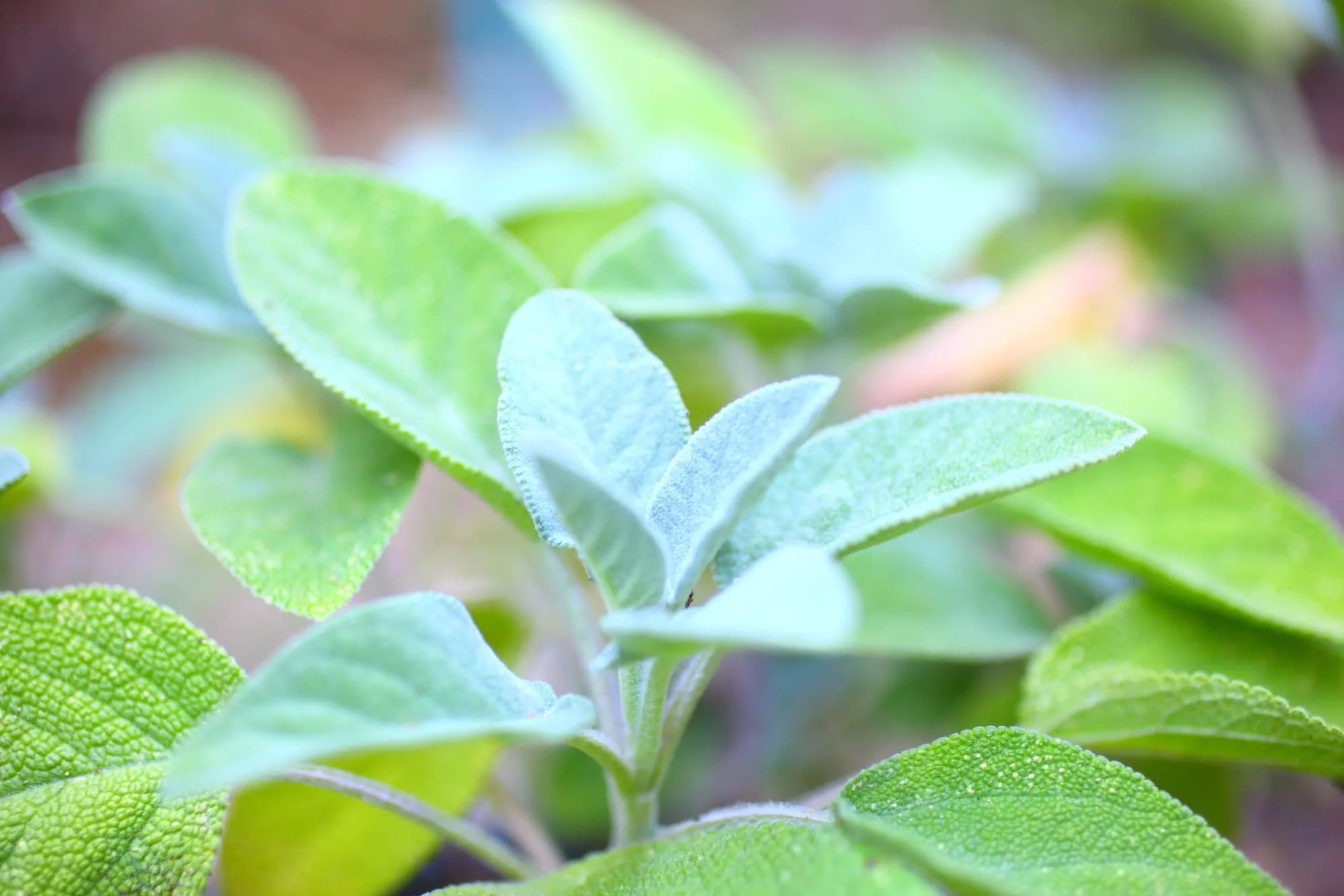 sage white salvia apiana Photo 190094920 : Salvia Apiana © GreenHeartSprings | Dreamstime.com copy.jpg