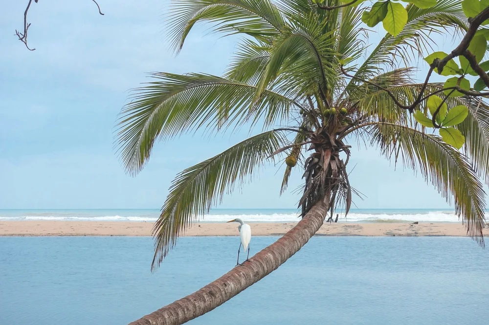 coconut+palm%2C+ID+187782125+%C2%A9+Shinyoung+Park+%7C+Dreamstime.com+optimized.jpg