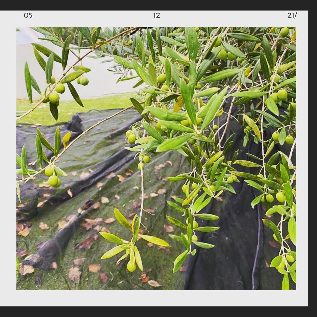 🫒 🌳 Ah&hellip;the humble olive tree. The symbol of peace and friendship which dates back to time of the ancient Greeks.

The cold winters and hot dry summers make Central Otago a fantastic place to plant these hearty, fruitful beauties. Not only do