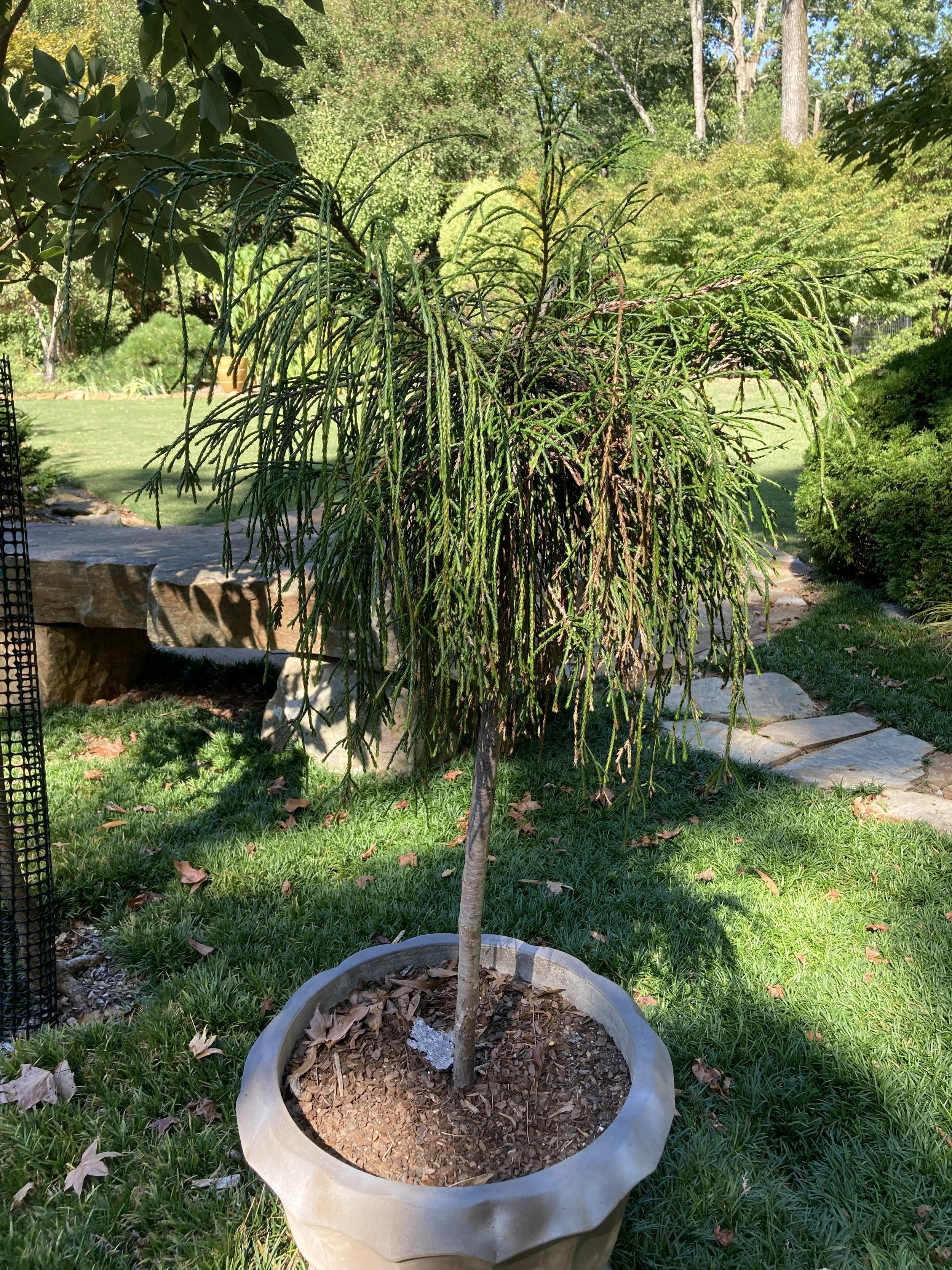 Thuja plicata 'Whipcord' shrub.JPG