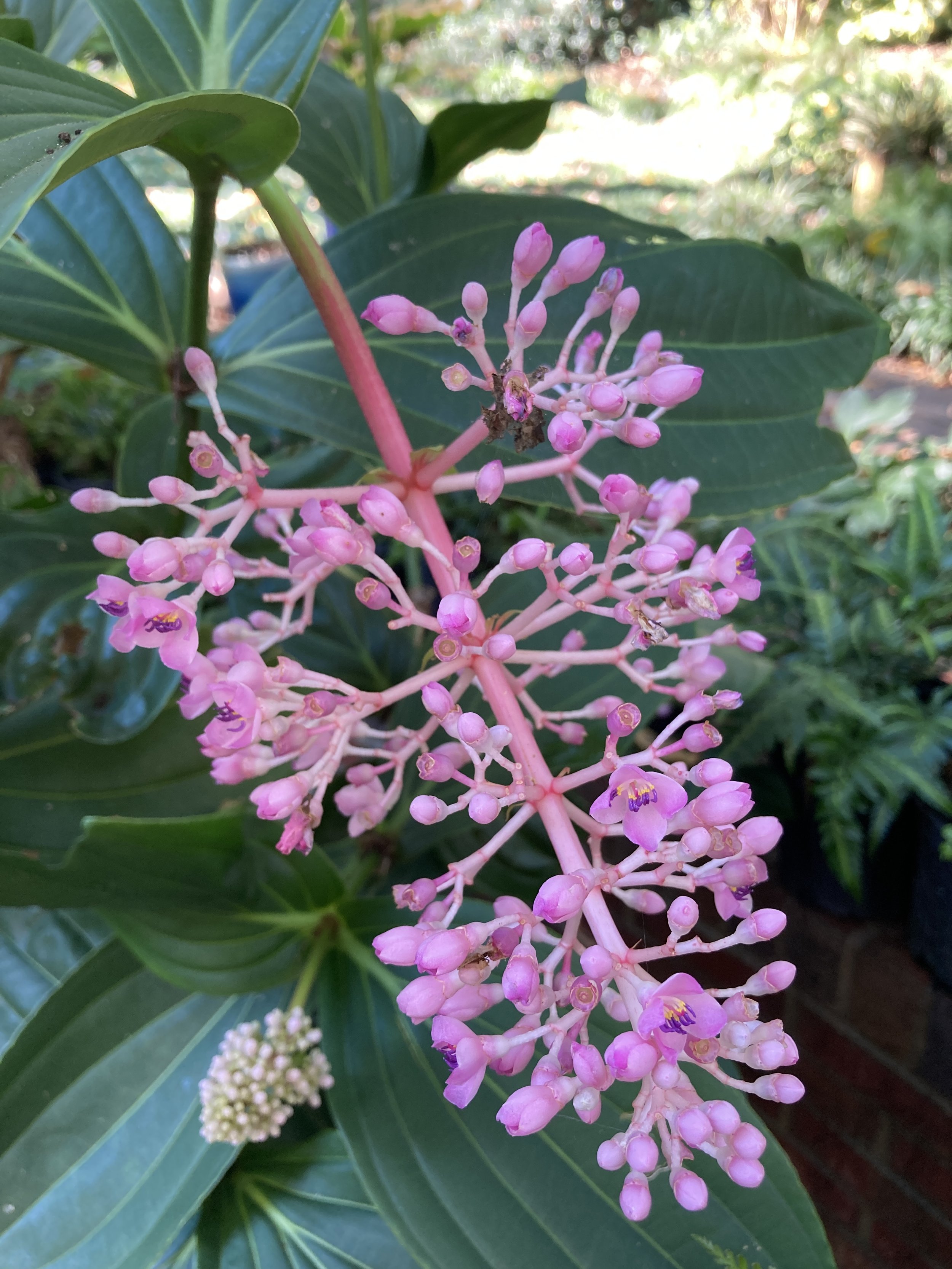 Malaysian Orchid.JPG