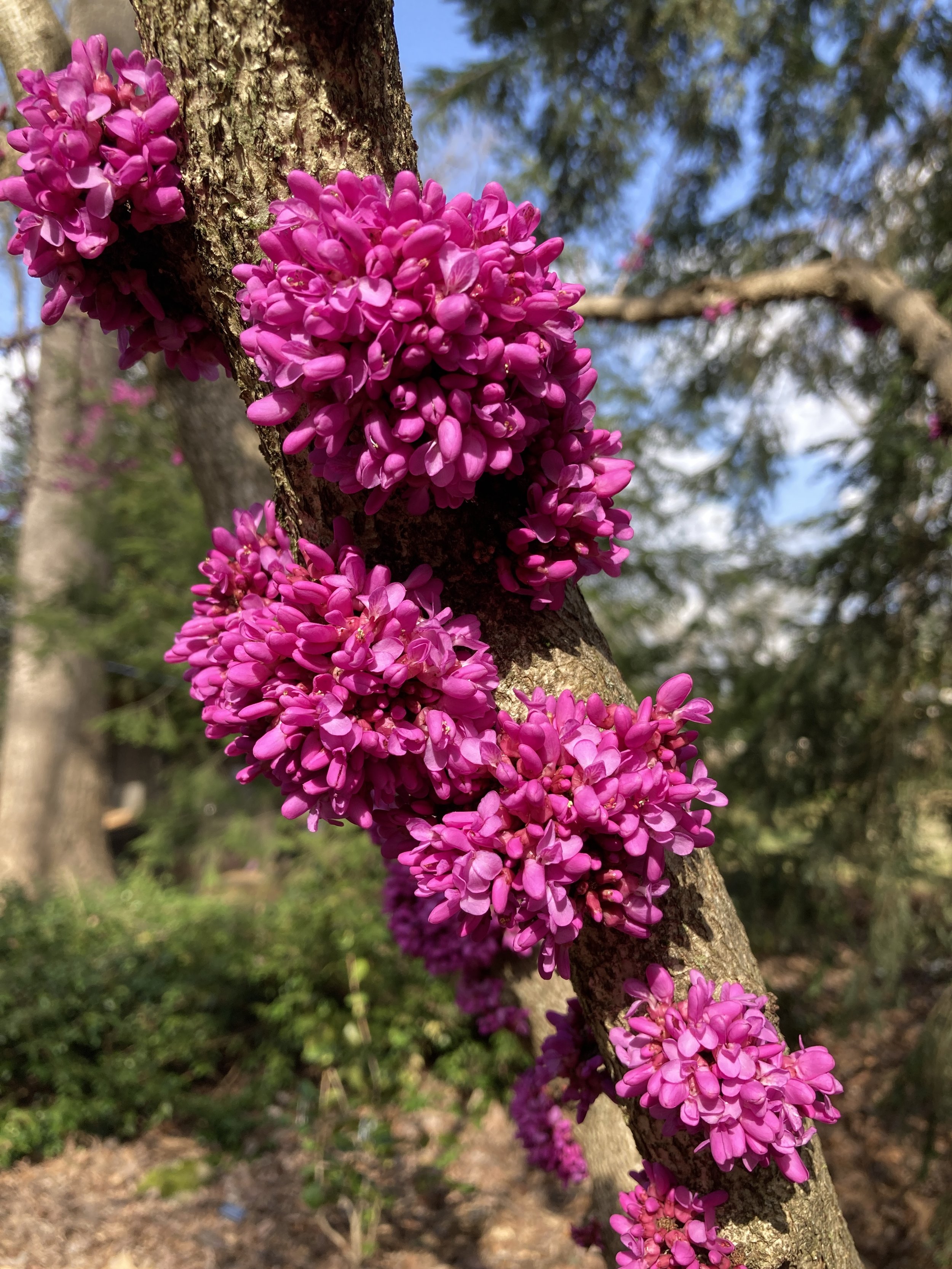 chinese redbud don egolf.JPG
