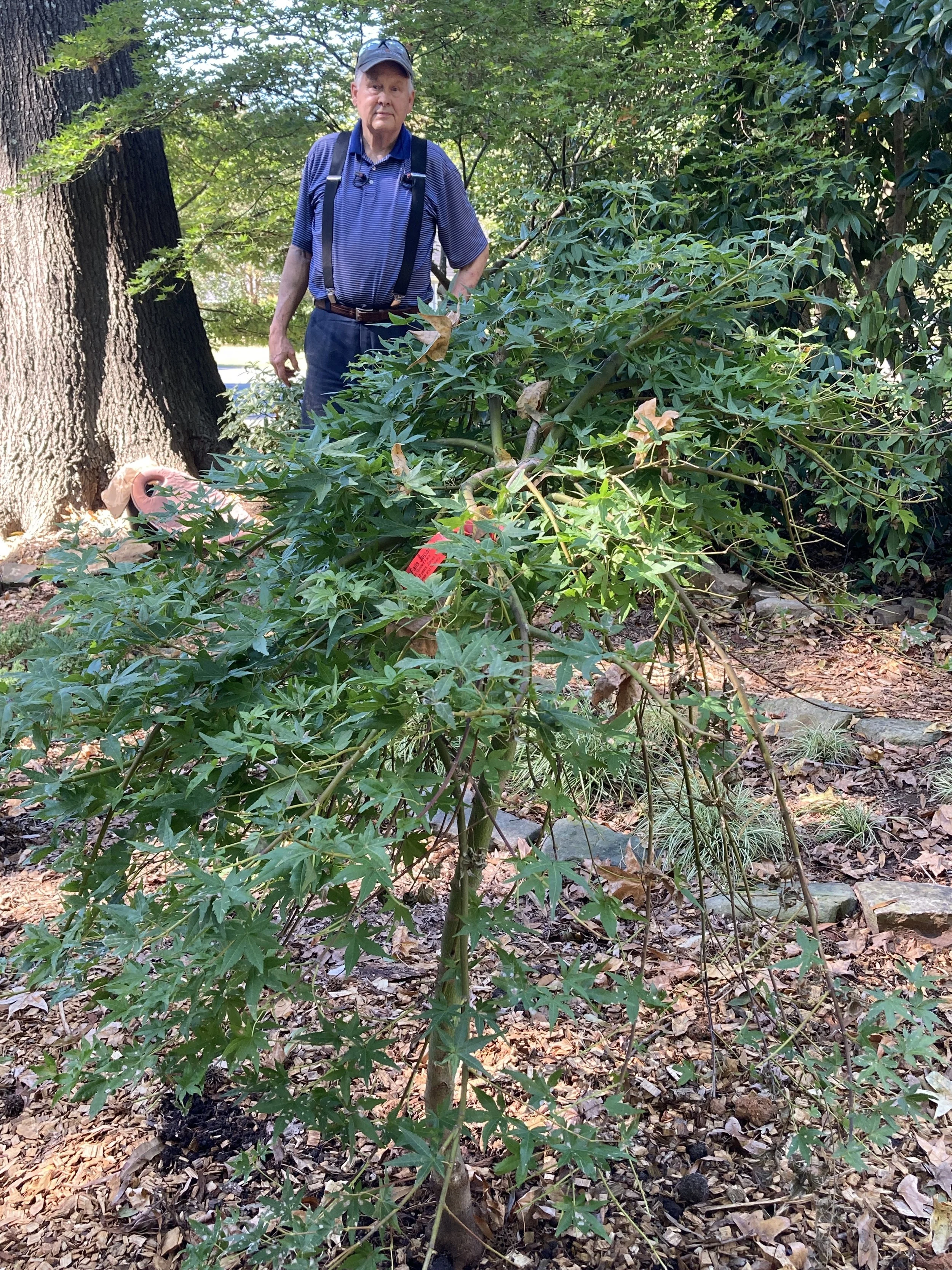 Tom and Golden Falls Japanese Maple.JPG