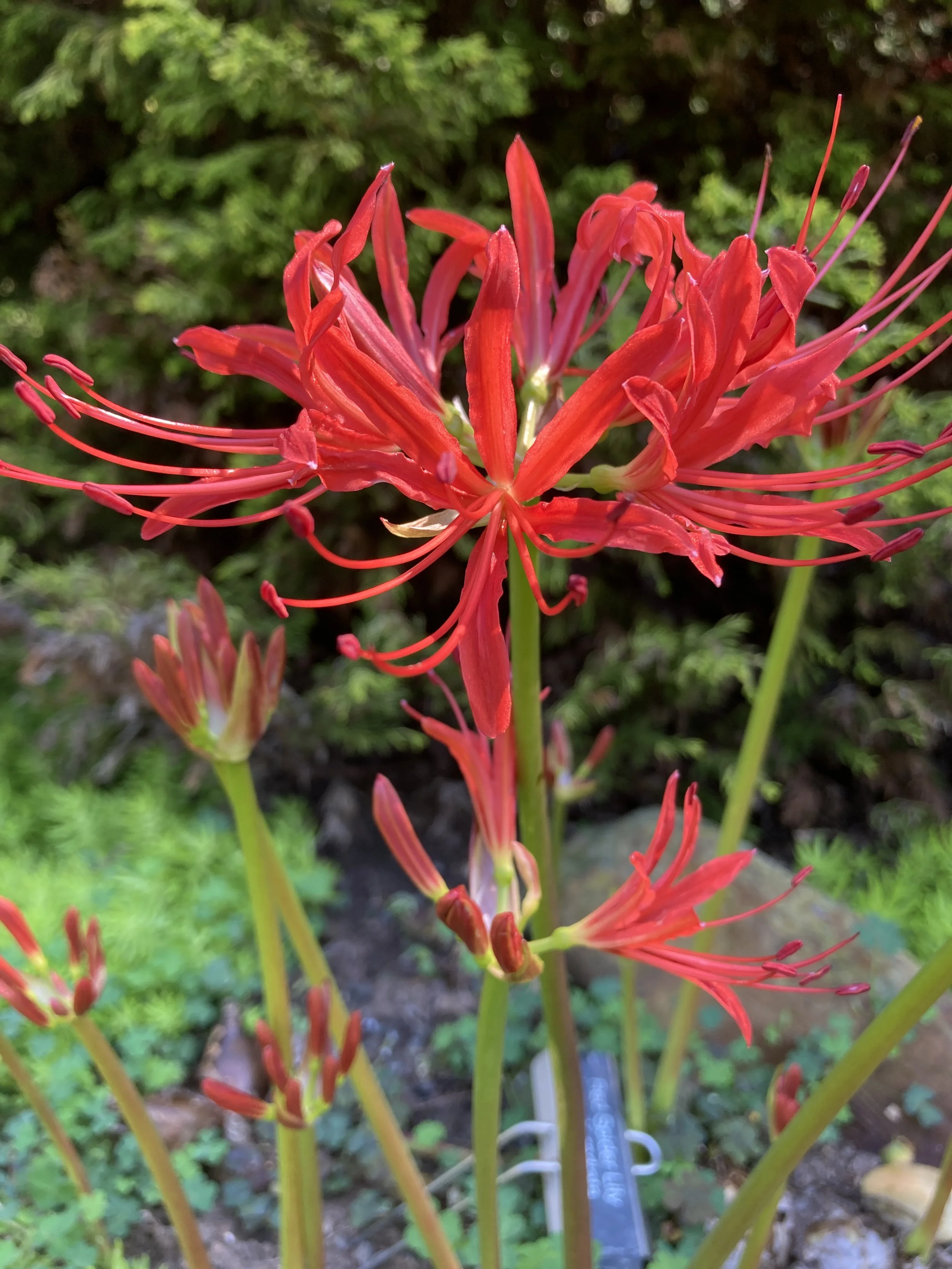 Red Spider Lily 1.JPG