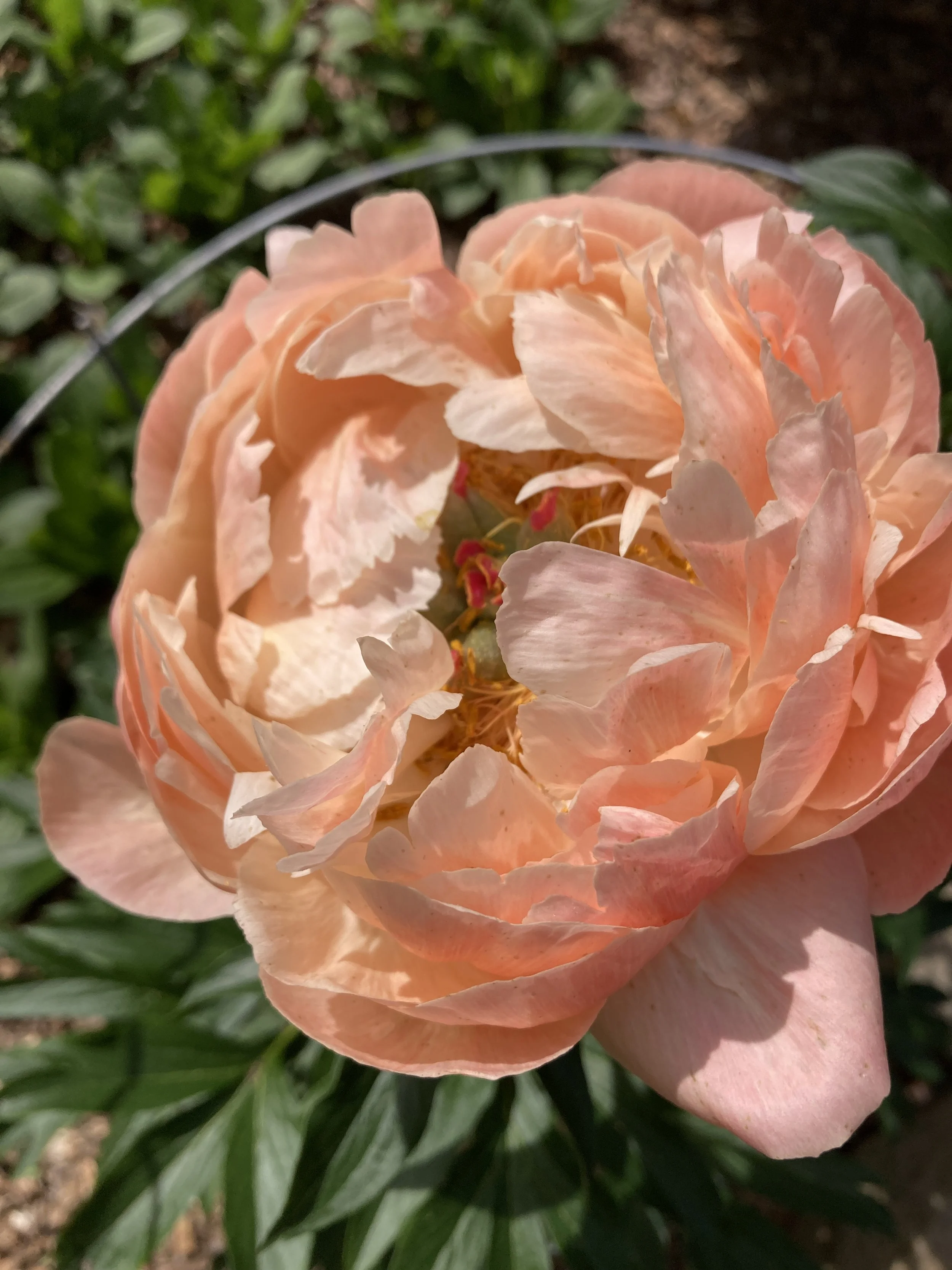 'Coral Charm' peony April 8.JPG