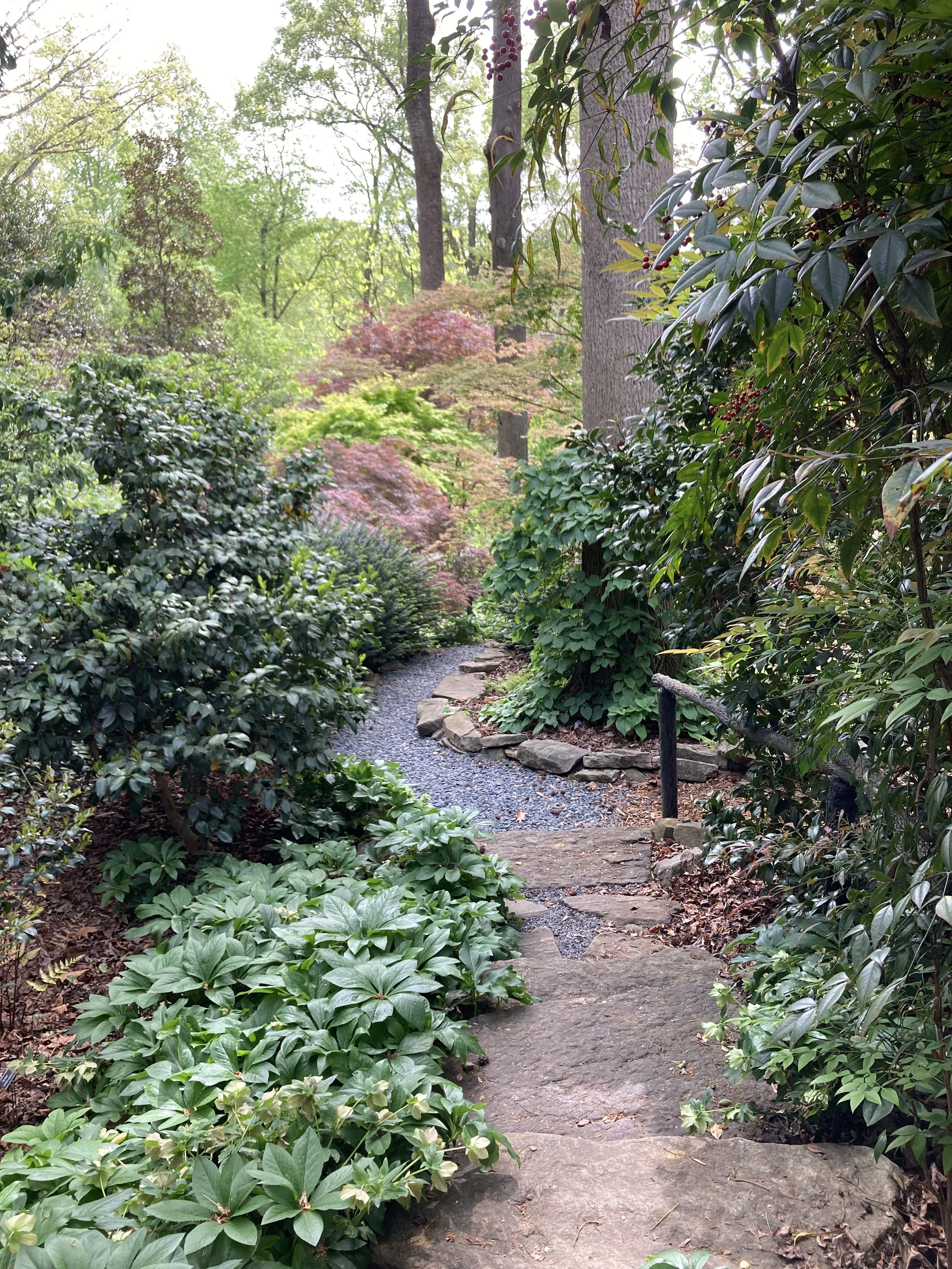 Woodland Garden Path Apr 8.JPG