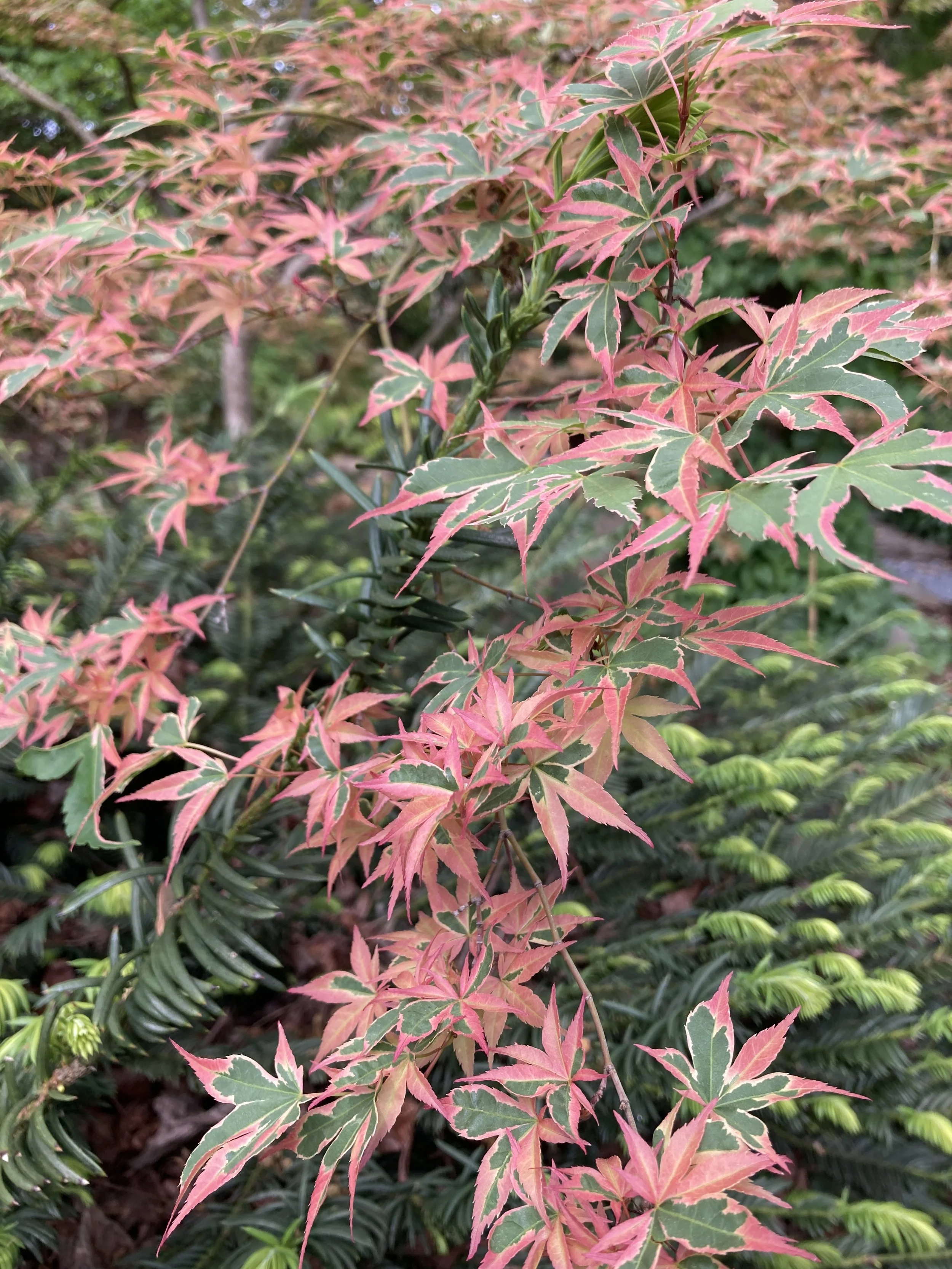 'Kagiri nishiki' acer palmatum Apr 8.JPG