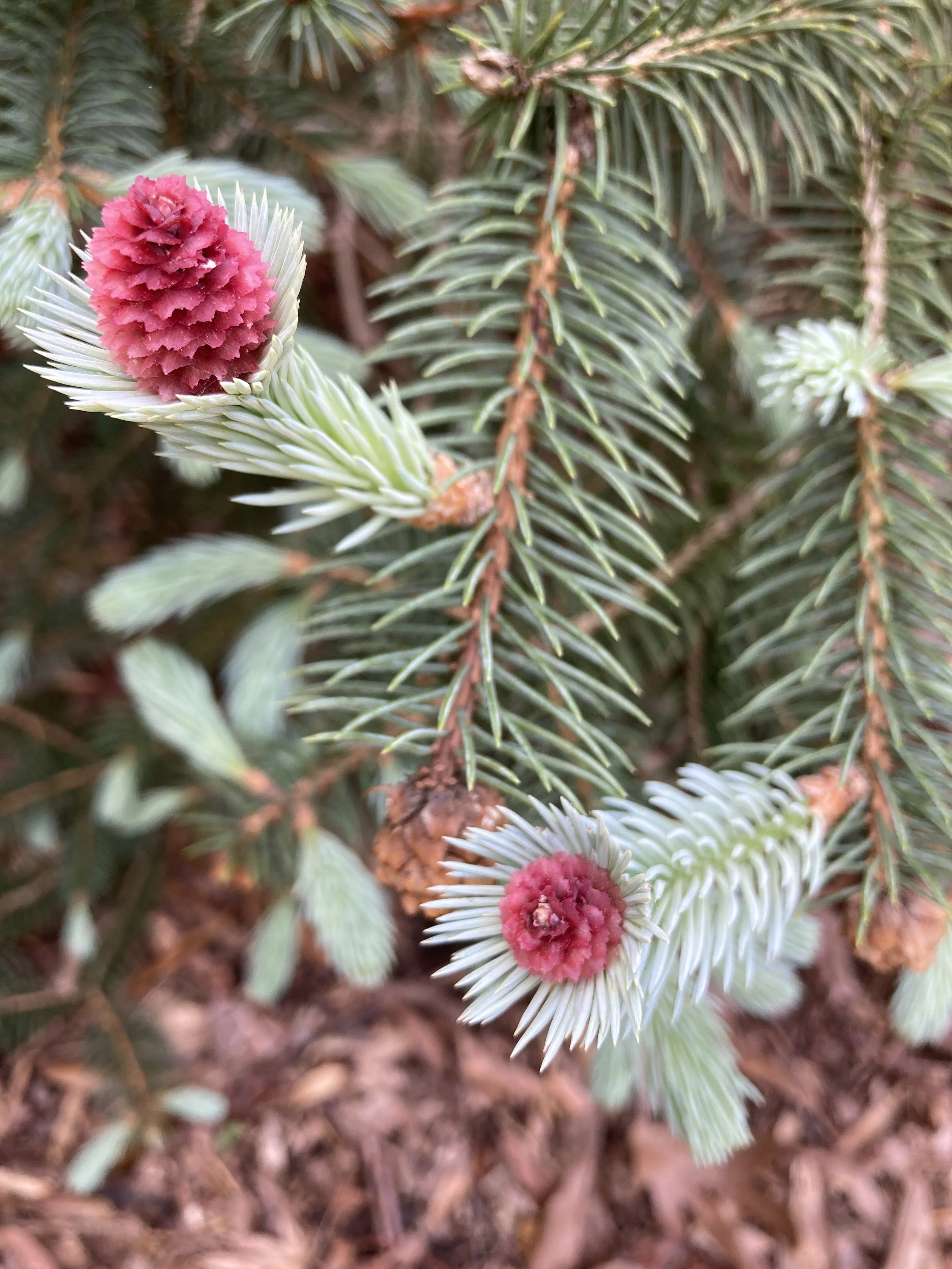 'Ruby Teardrops' Picea pungens Apr 8.JPG
