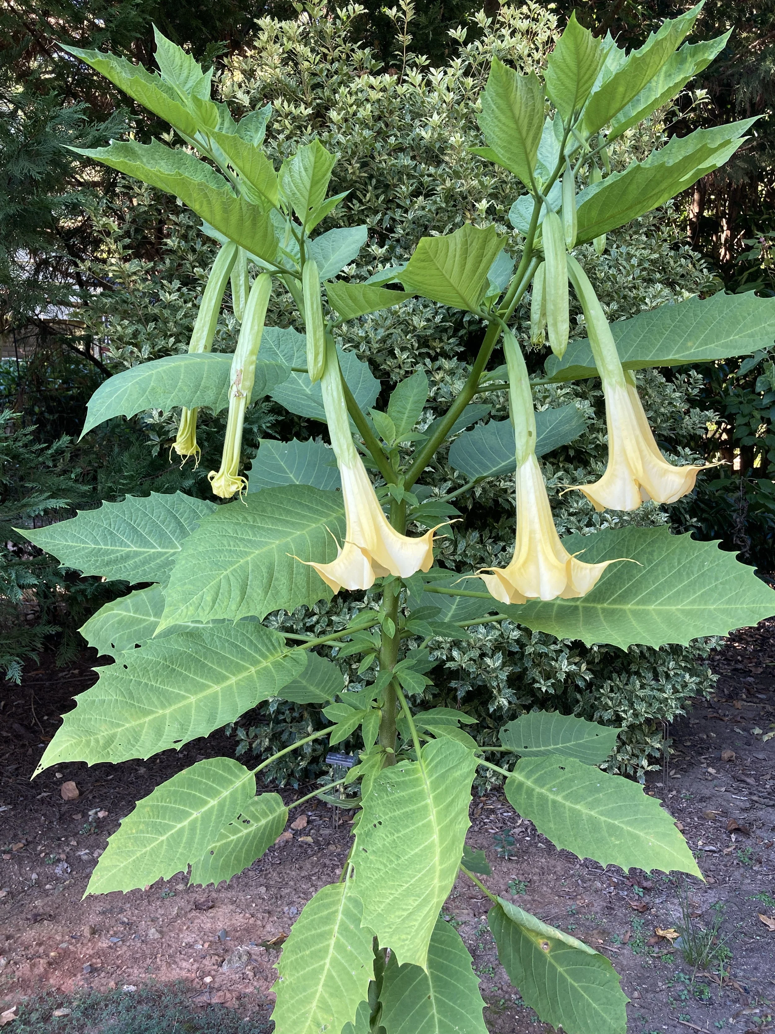Golden Yellow Brugmansia Angel Trumpet.JPG