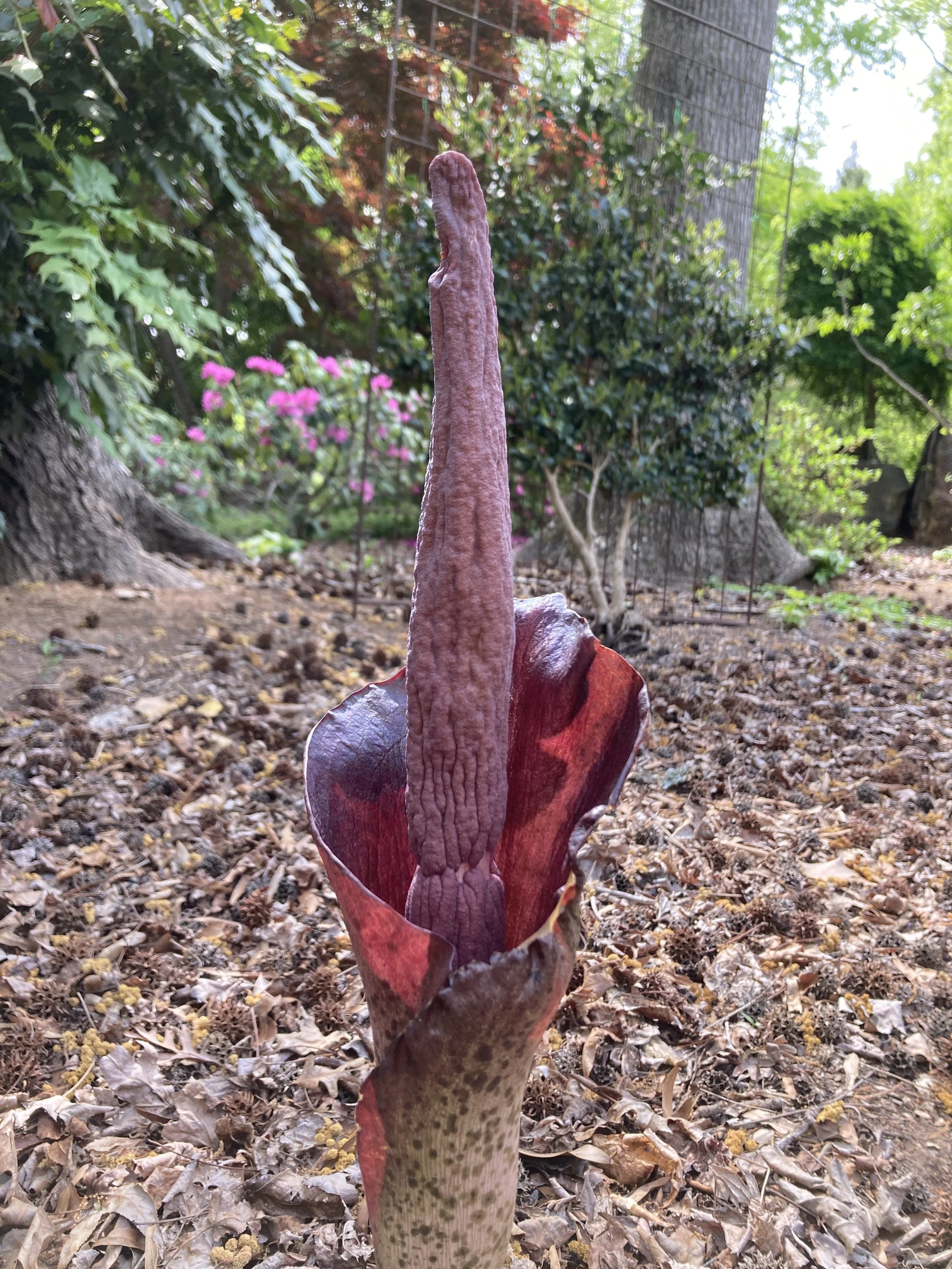 Voodoo Lily amorphophallus 1 Apr 8.JPG