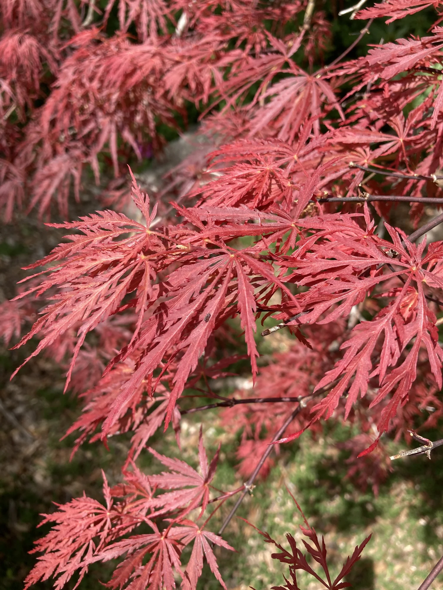 MapleWalk Garden