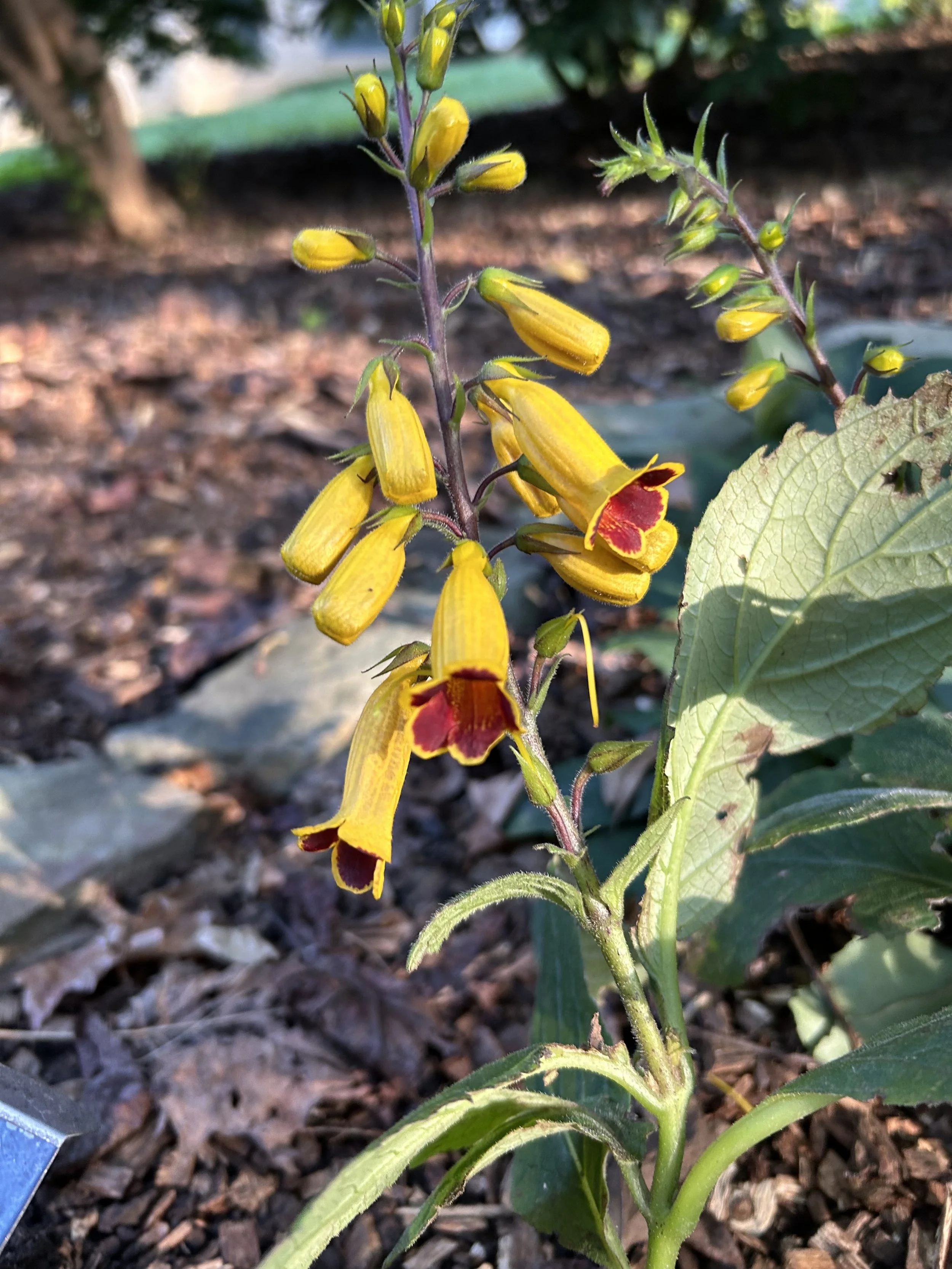 Woodland Foxglove Blooms.jpg