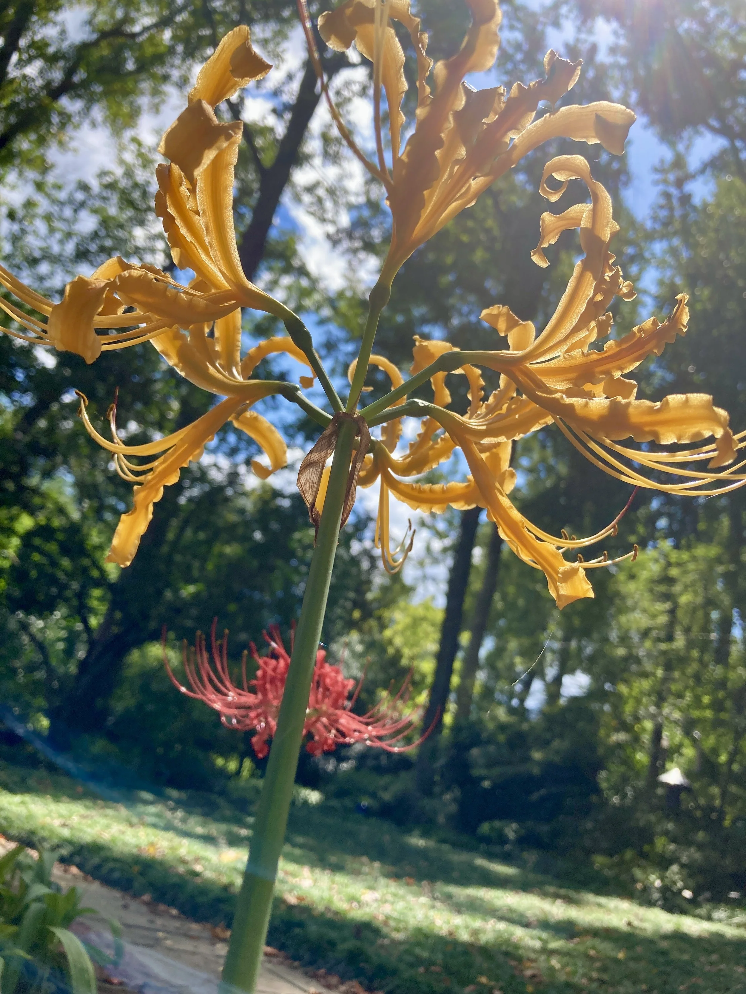 Spider Lily Back yard.jpg