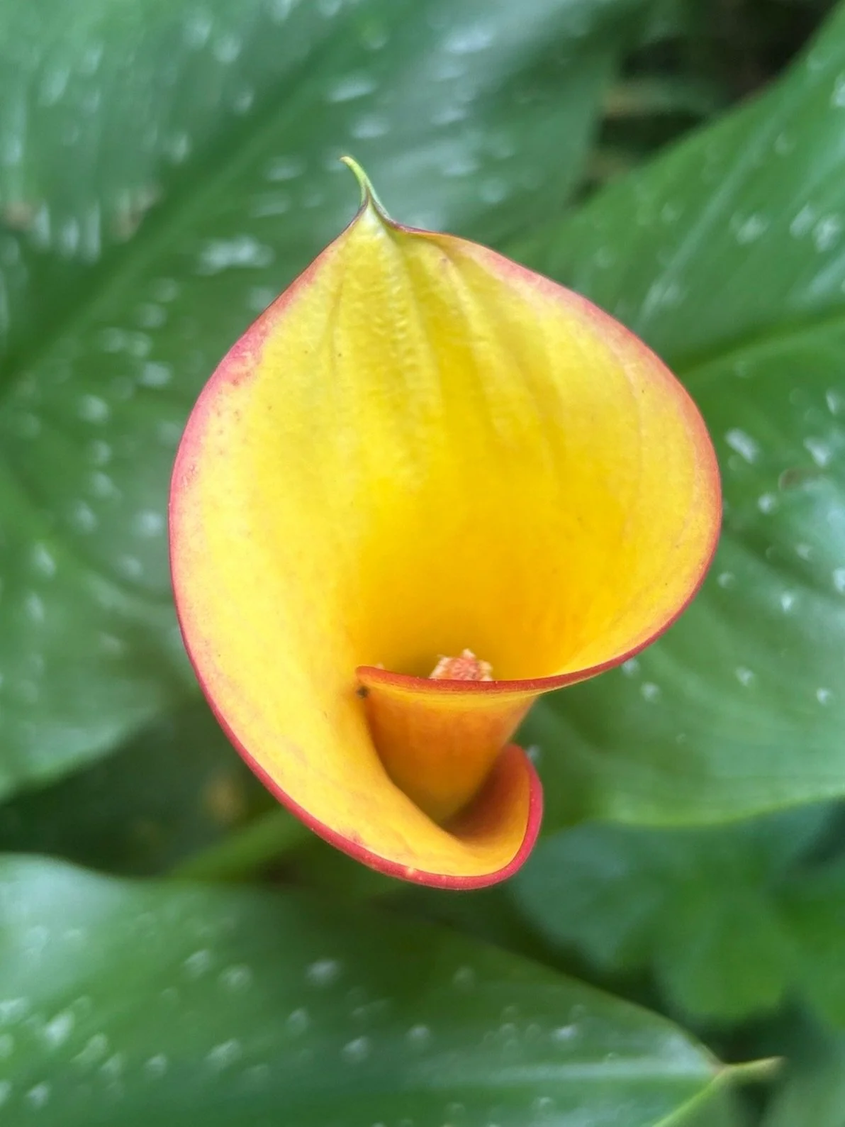 Calla Lilies — MapleWalk Garden