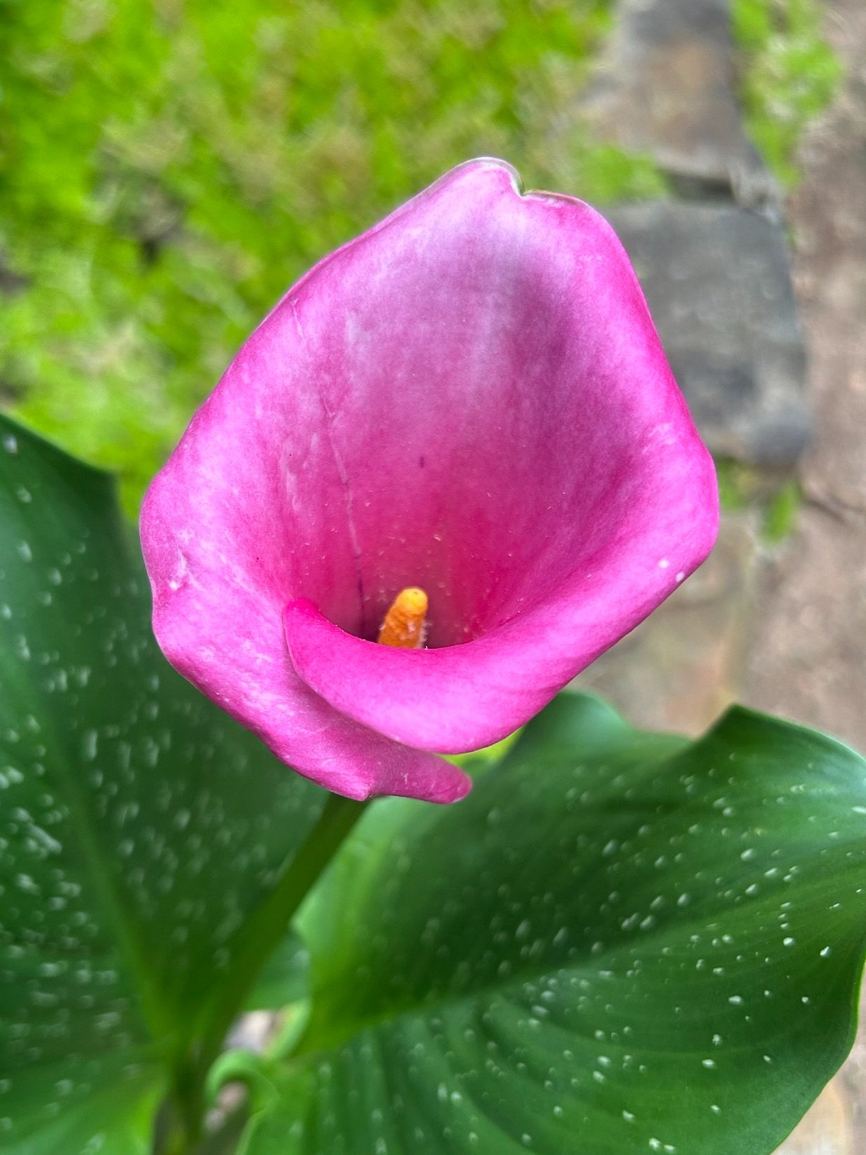 Calla Viola Calla Lilies — MapleWalk Garden